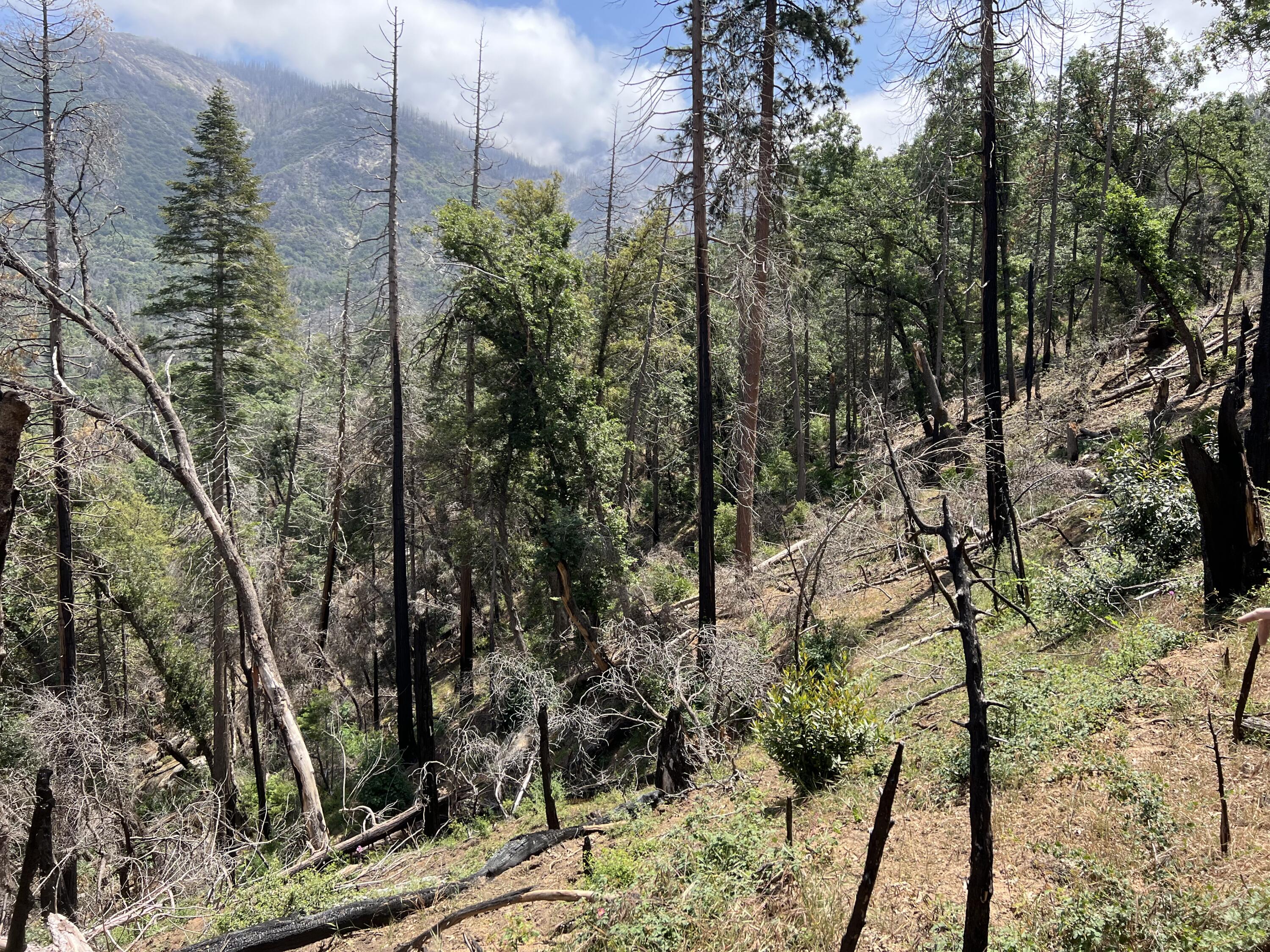 0 Balch Park Rd, Springville, CA 93265