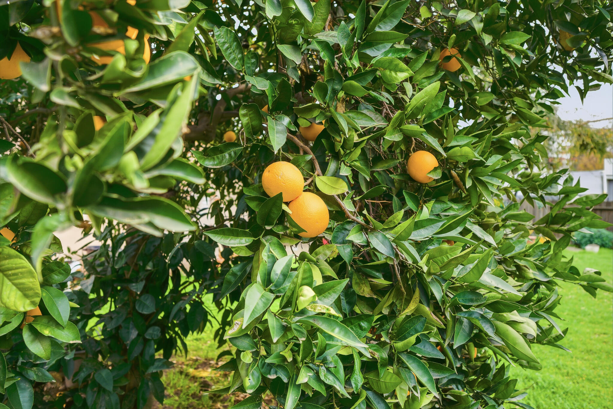 1705 S Bradley St, Visalia, CA 93292