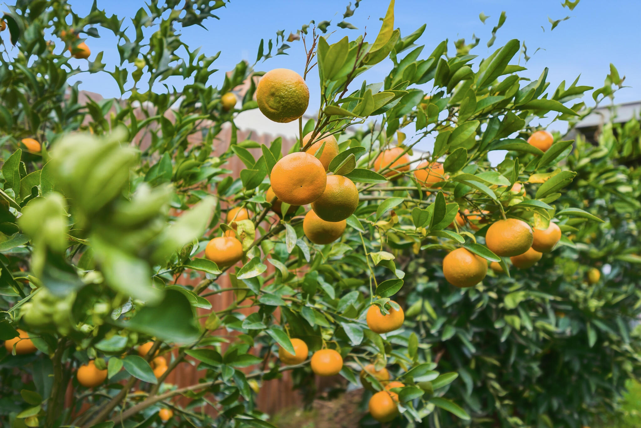 1705 S Bradley St, Visalia, CA 93292