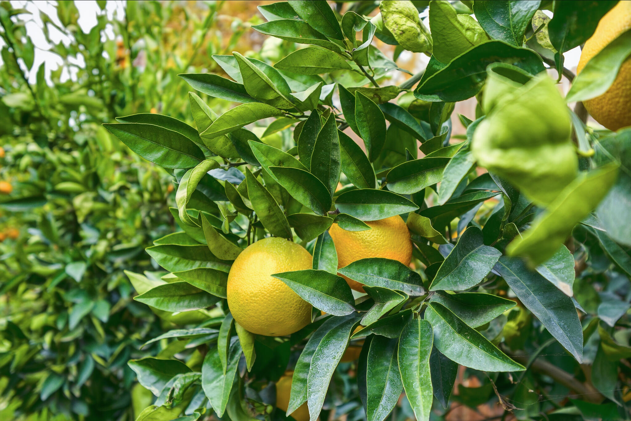 1705 S Bradley St, Visalia, CA 93292