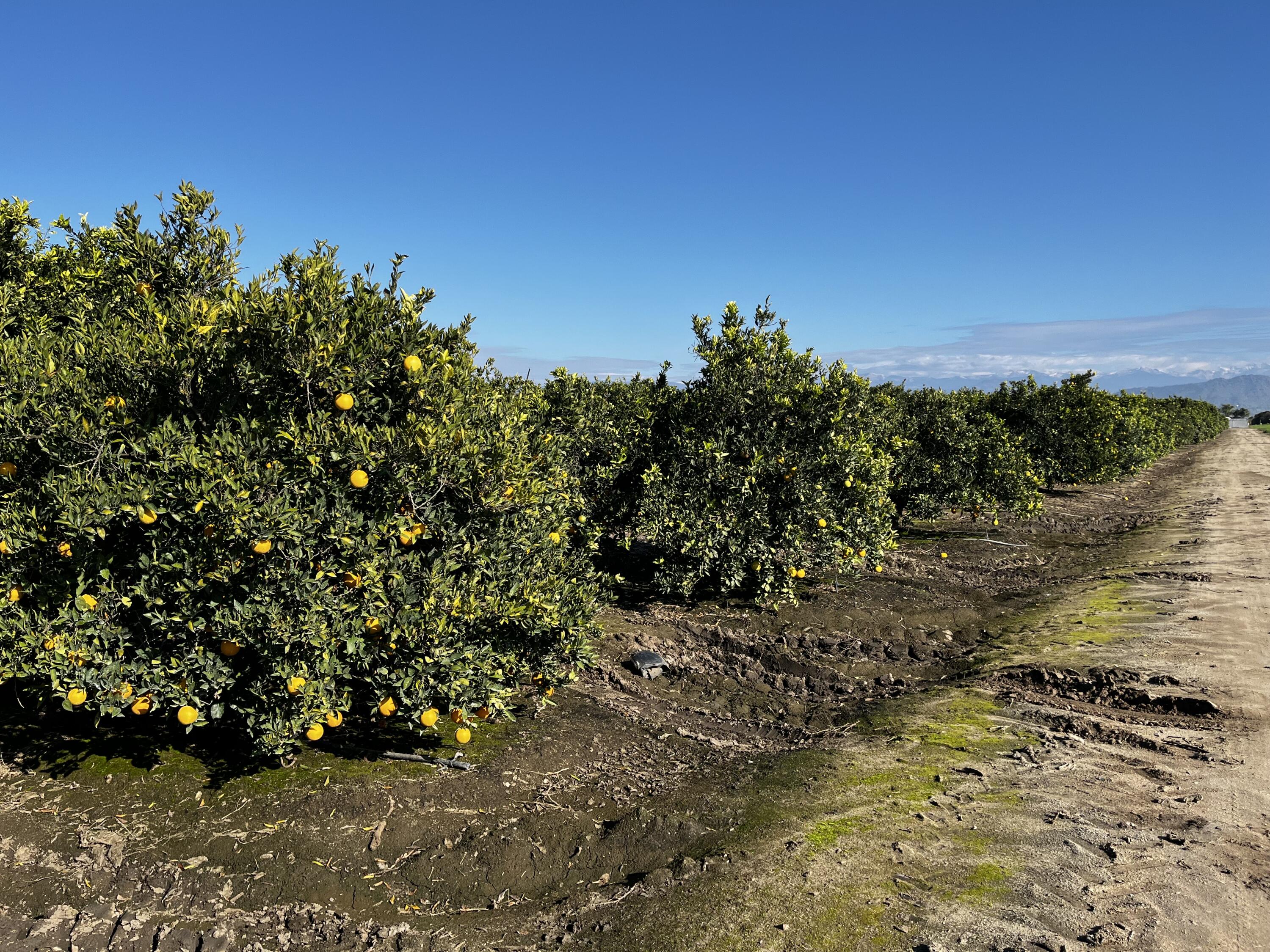 124, Orosi, CA 93647