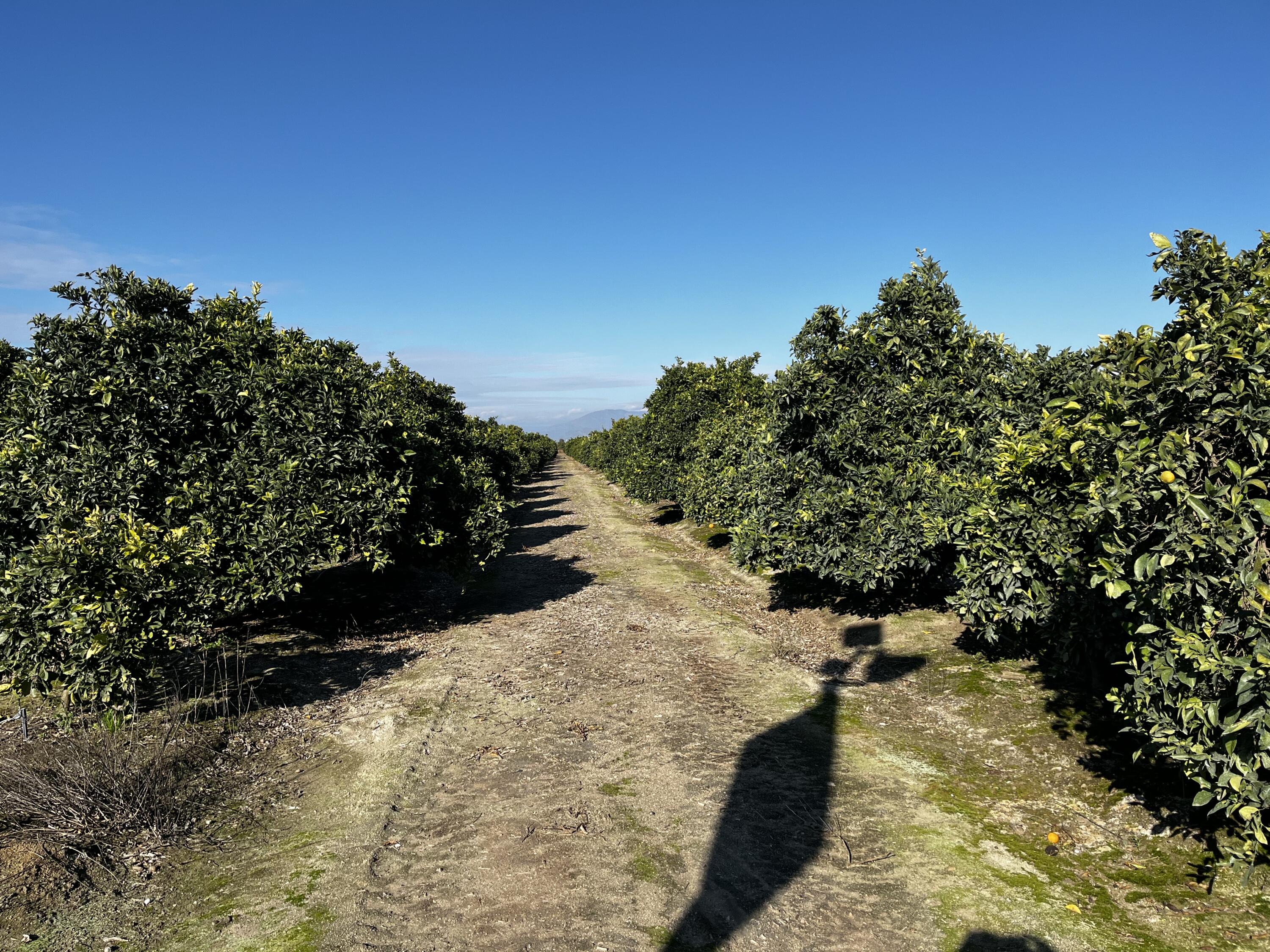 124, Orosi, CA 93647