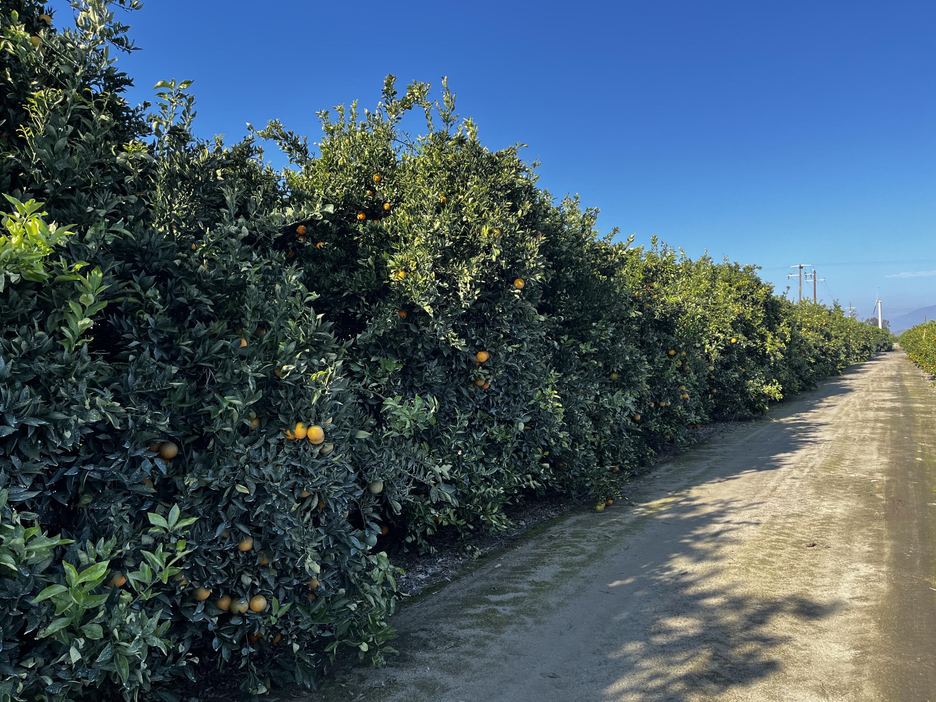 124, Orosi, CA 93647