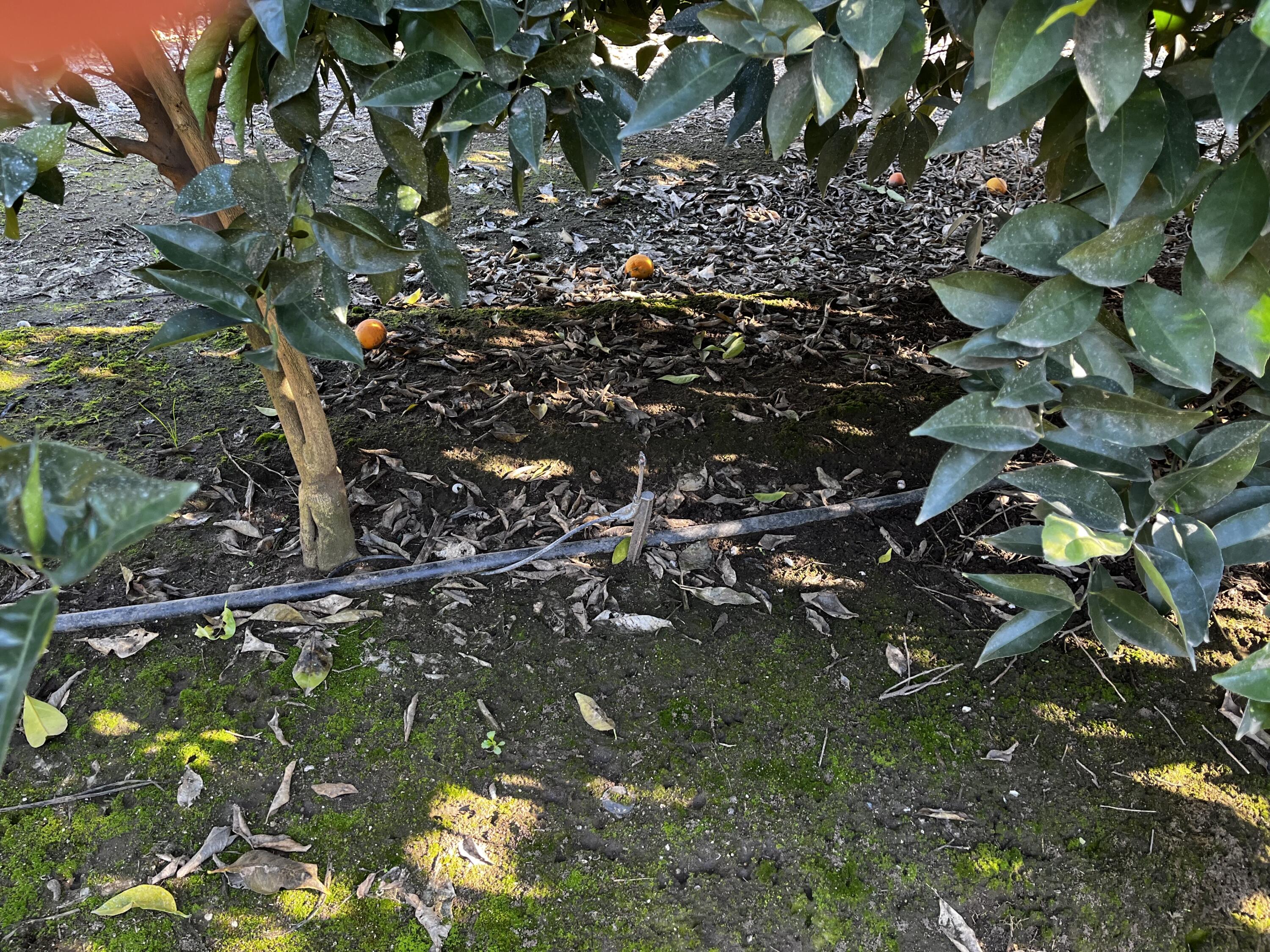 124, Orosi, CA 93647