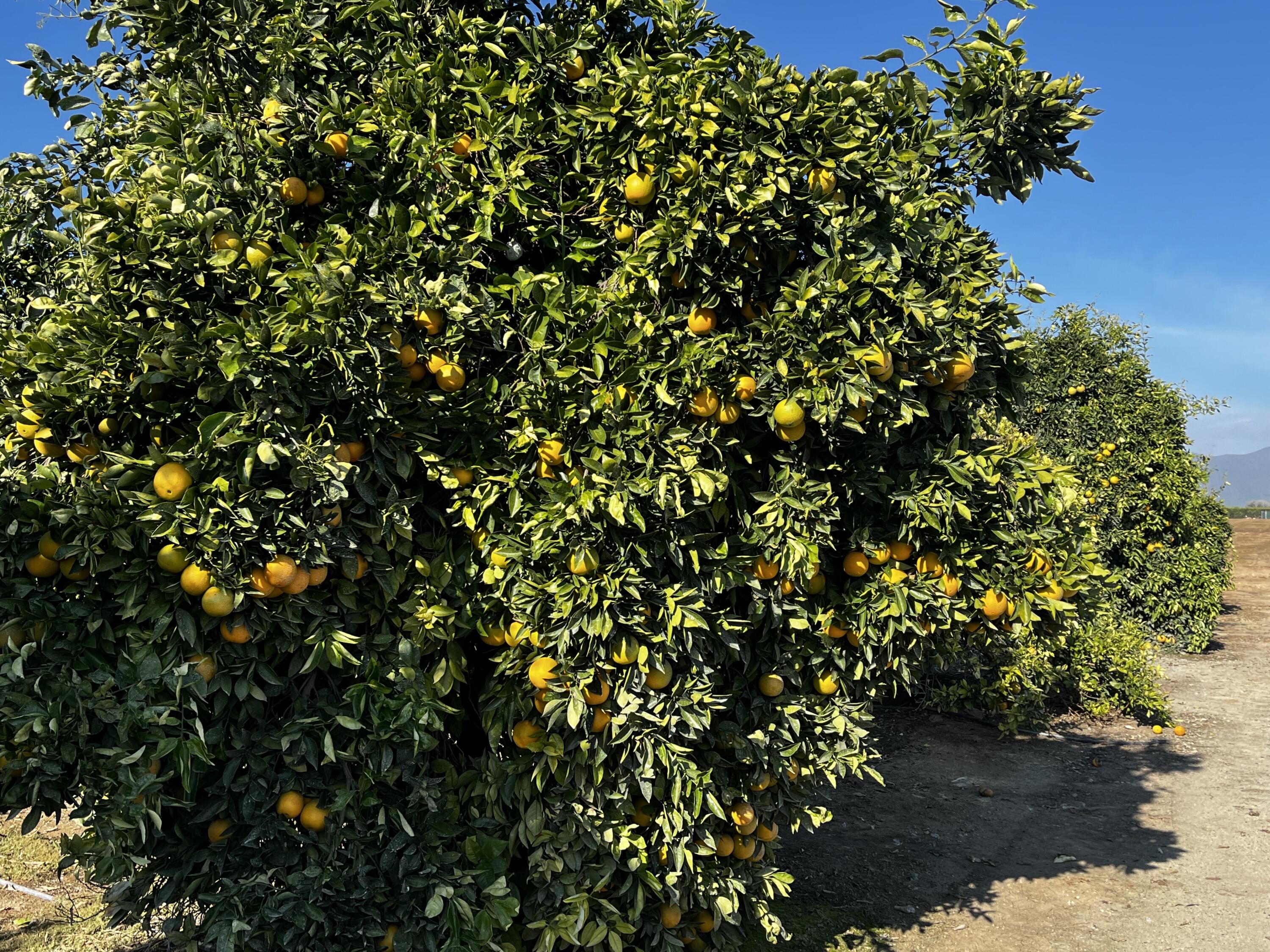 0 W Cajon Ave, Woodlake, CA 93286