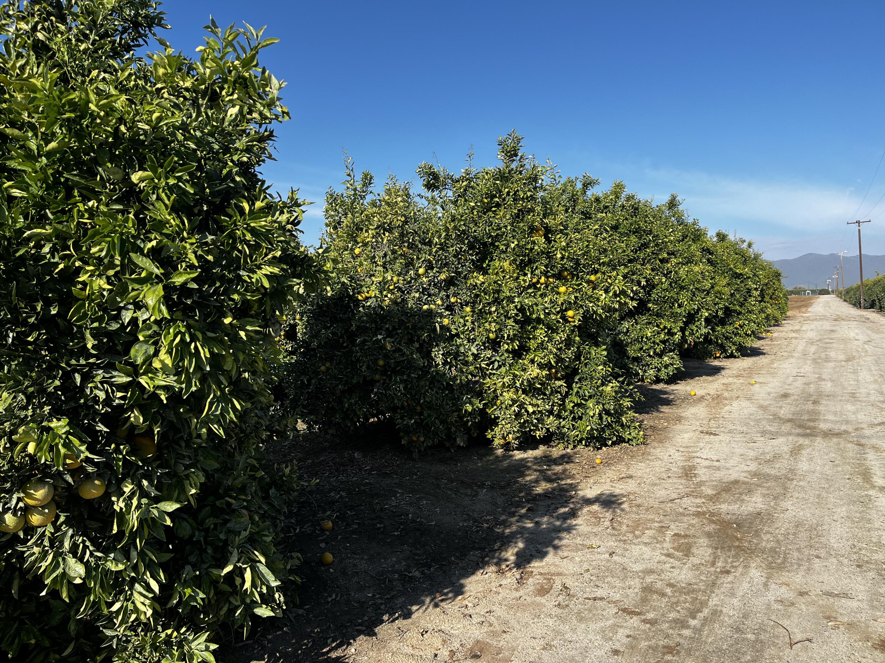 0 W Cajon Ave, Woodlake, CA 93286