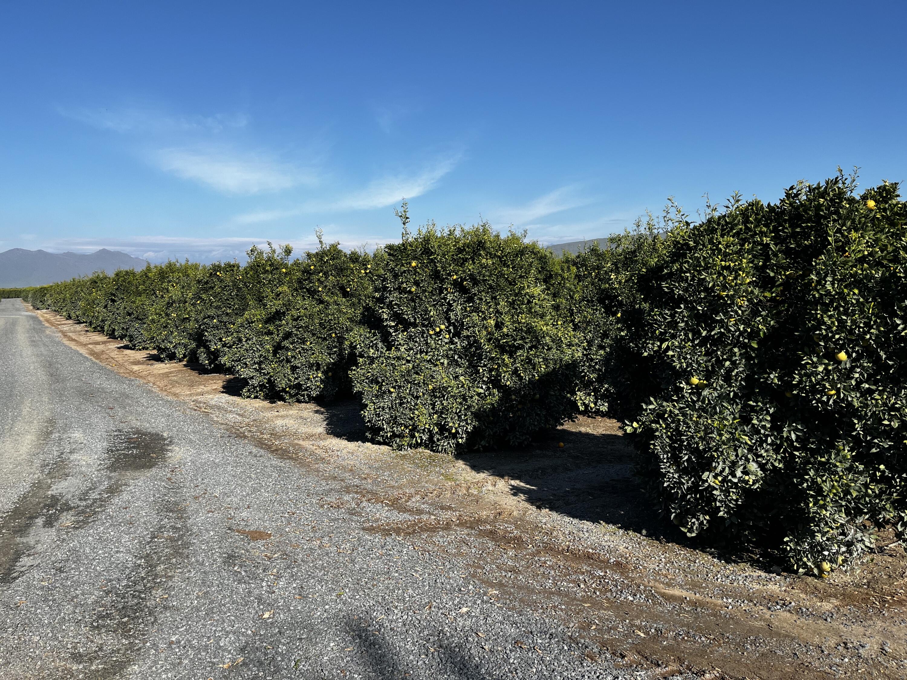 0 W Cajon Ave, Woodlake, CA 93286