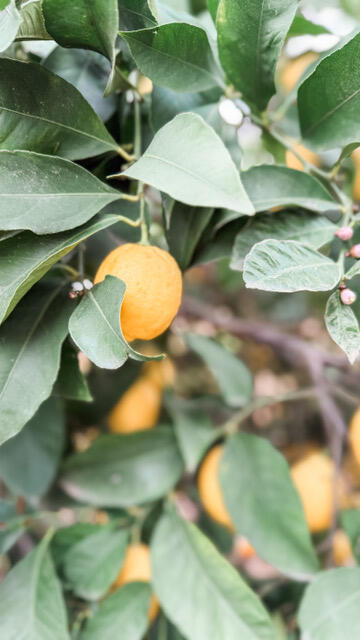 31338 Dahlem Dr, Exeter, CA 93221