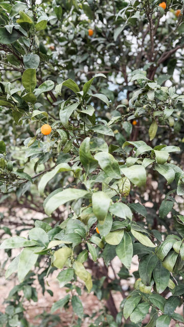 31338 Dahlem Dr, Exeter, CA 93221