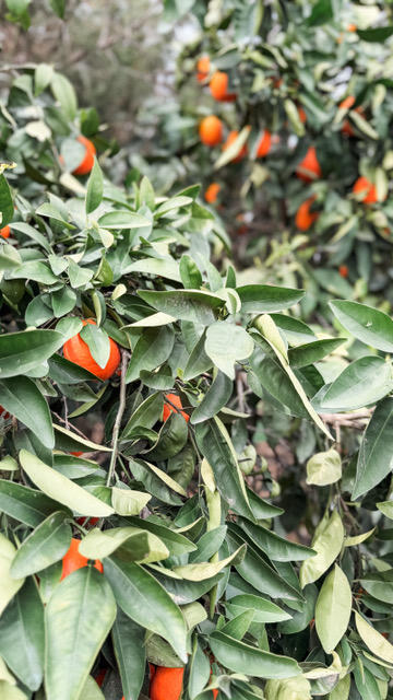 31338 Dahlem Dr, Exeter, CA 93221