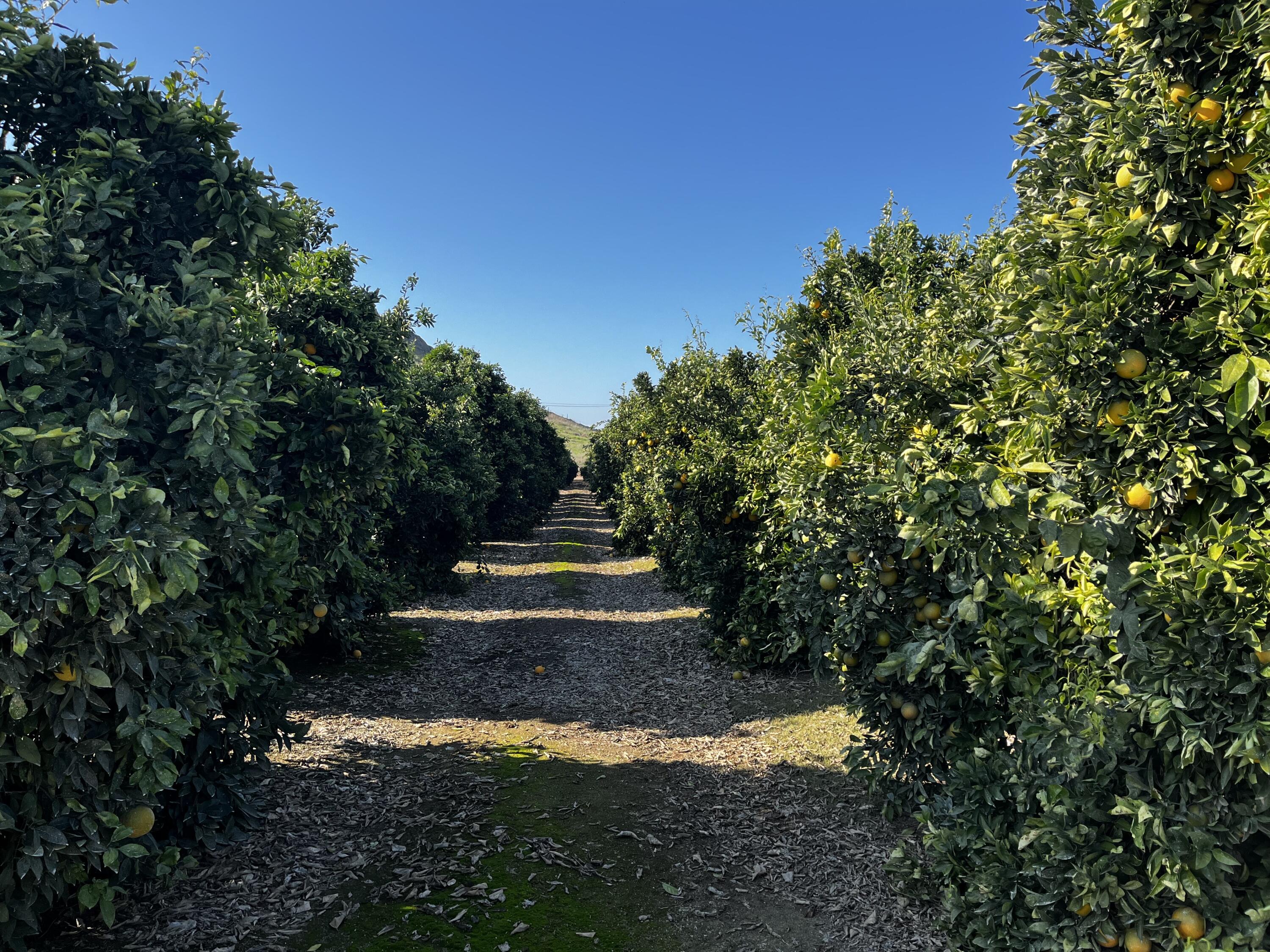 0 W Cajon Ave, Woodlake, CA 93286