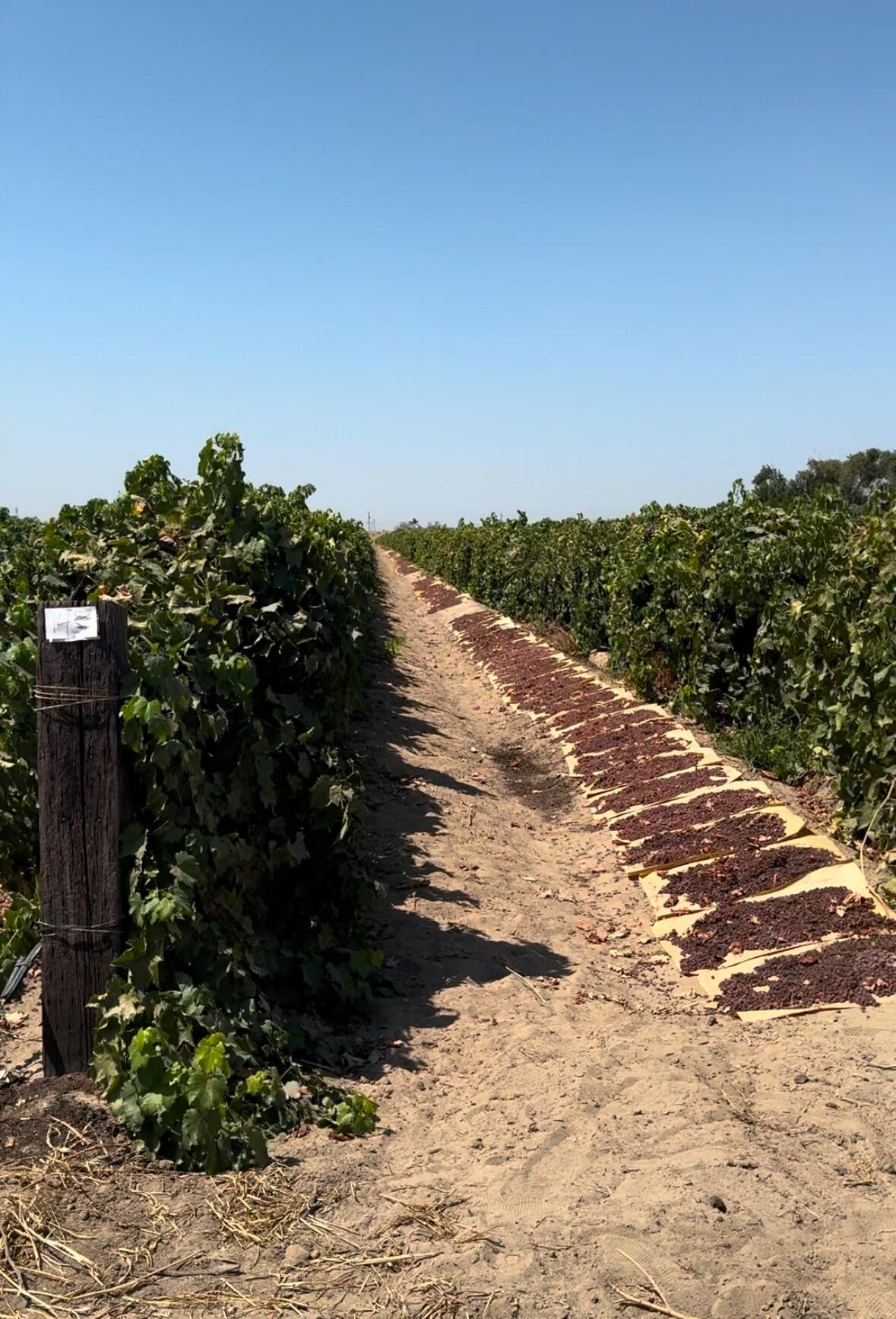 0 Rose Avenue Ave, Selma, CA 93662