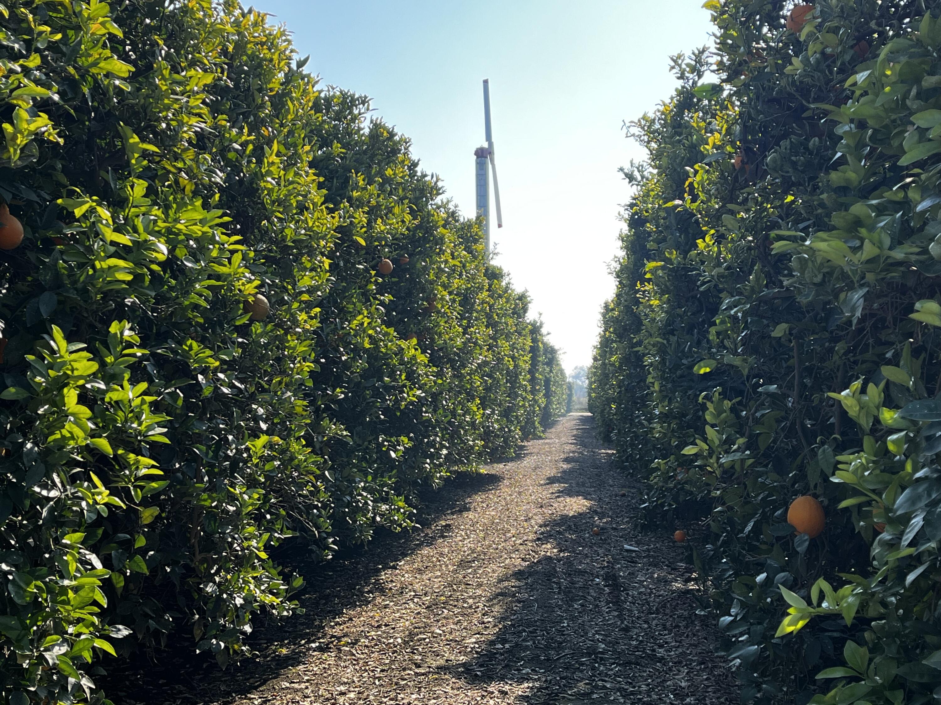 42554 N Rd 128, Orosi, CA 93647