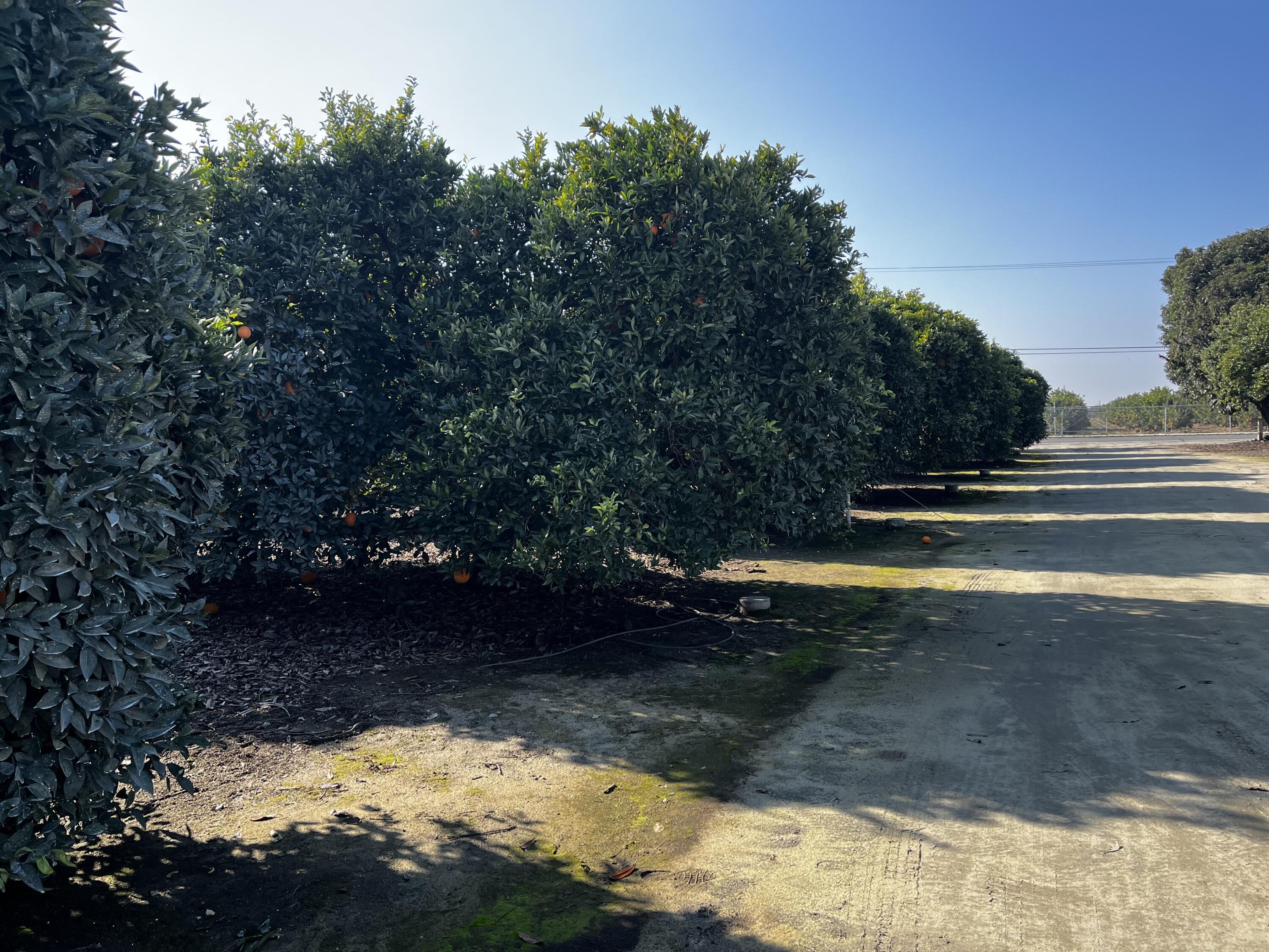 42554 N Rd 128, Orosi, CA 93647