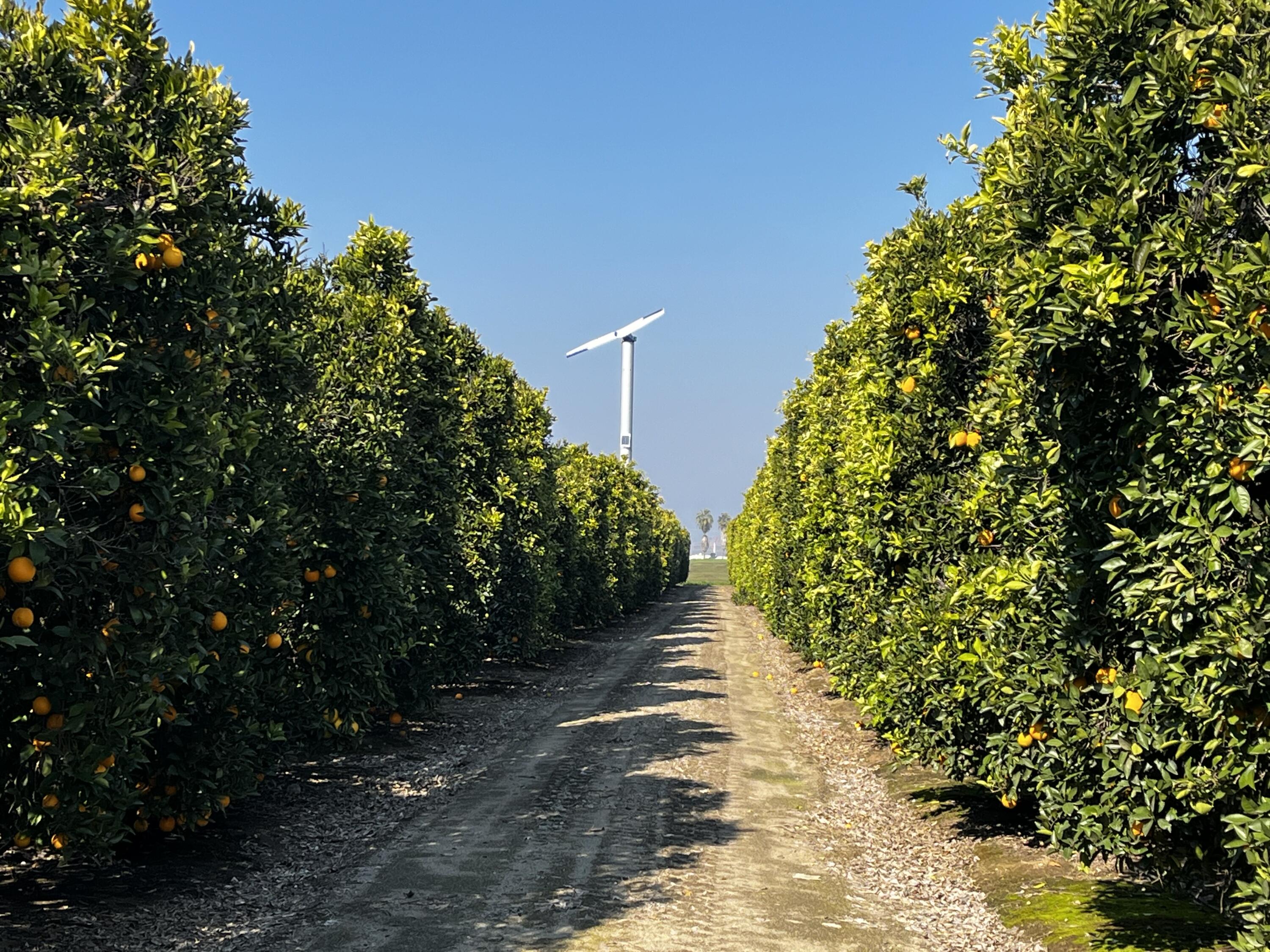 42554 N Rd 128, Orosi, CA 93647