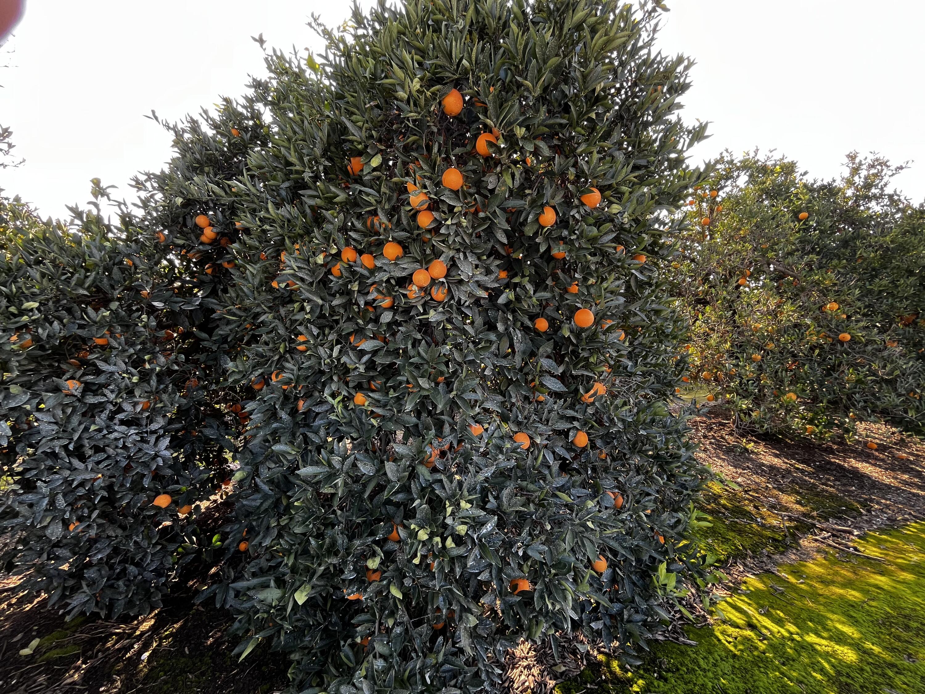 42554 N Rd 128, Orosi, CA 93647