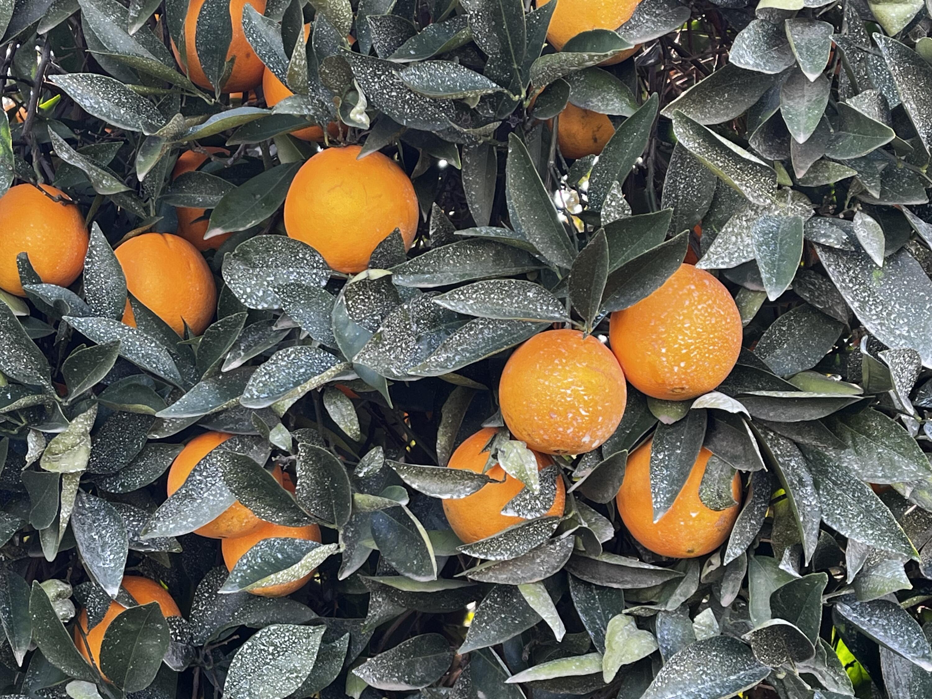 42554 N Rd 128, Orosi, CA 93647