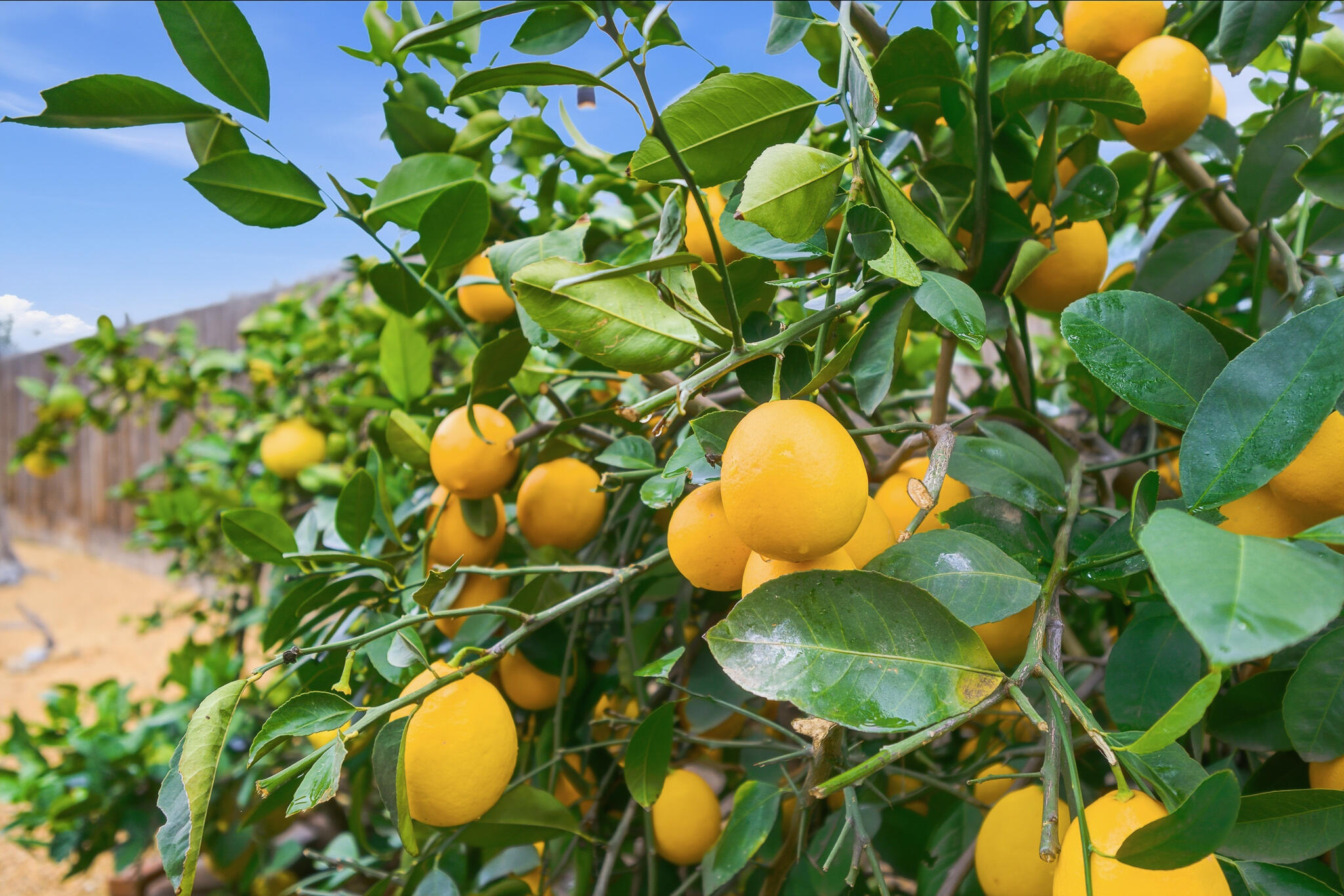 4032 W Walnut Ave, Visalia, CA 93277