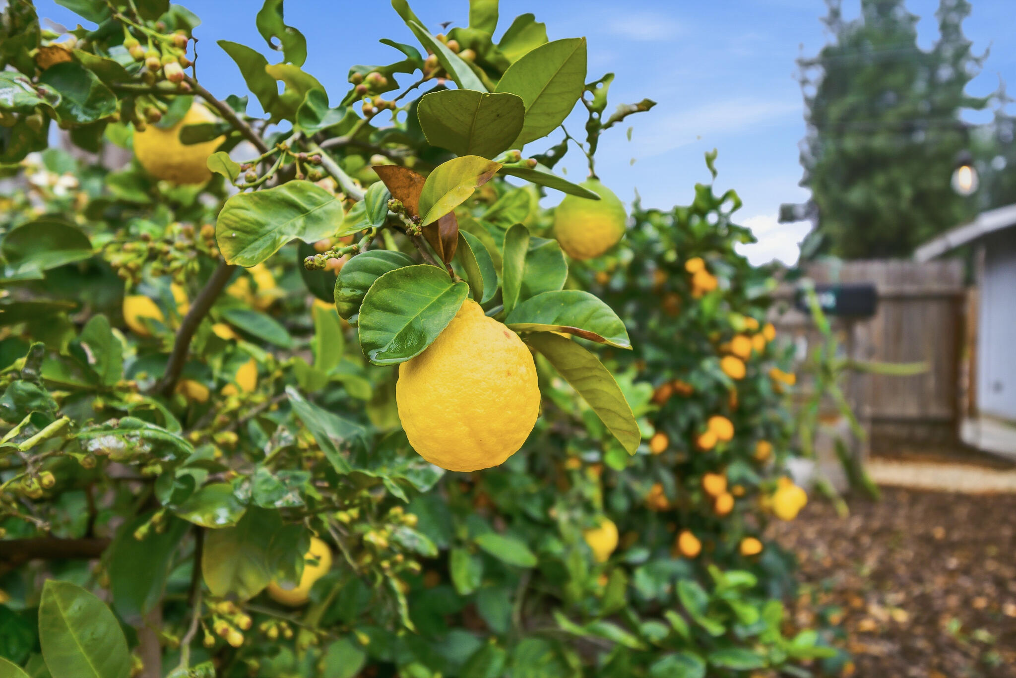 4032 W Walnut Ave, Visalia, CA 93277