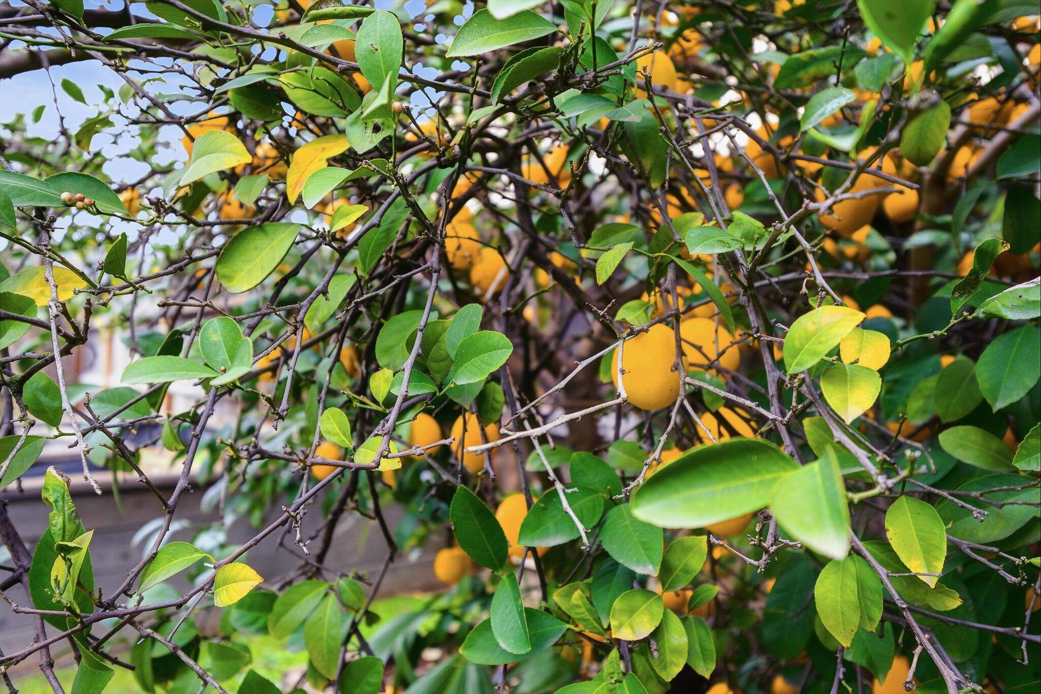 6706 N Chestnut Ave #118, Fresno, CA 93710