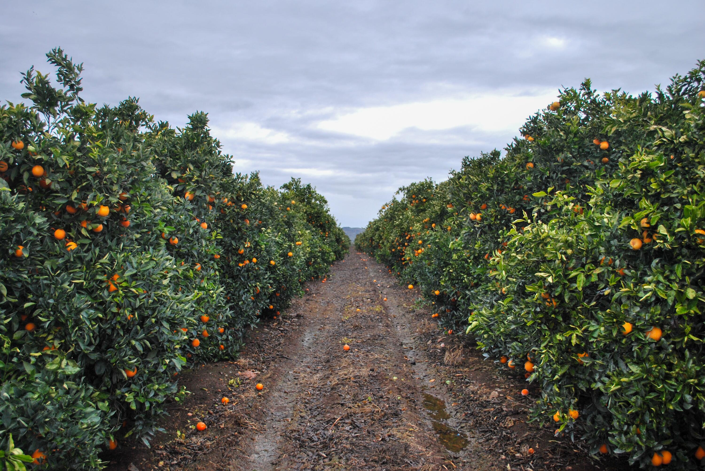 18376 Rd 248, Porterville, CA 93257