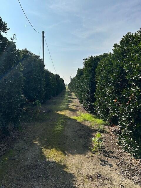 0 Ave 100/rd 244, Terra Bella, CA 93270