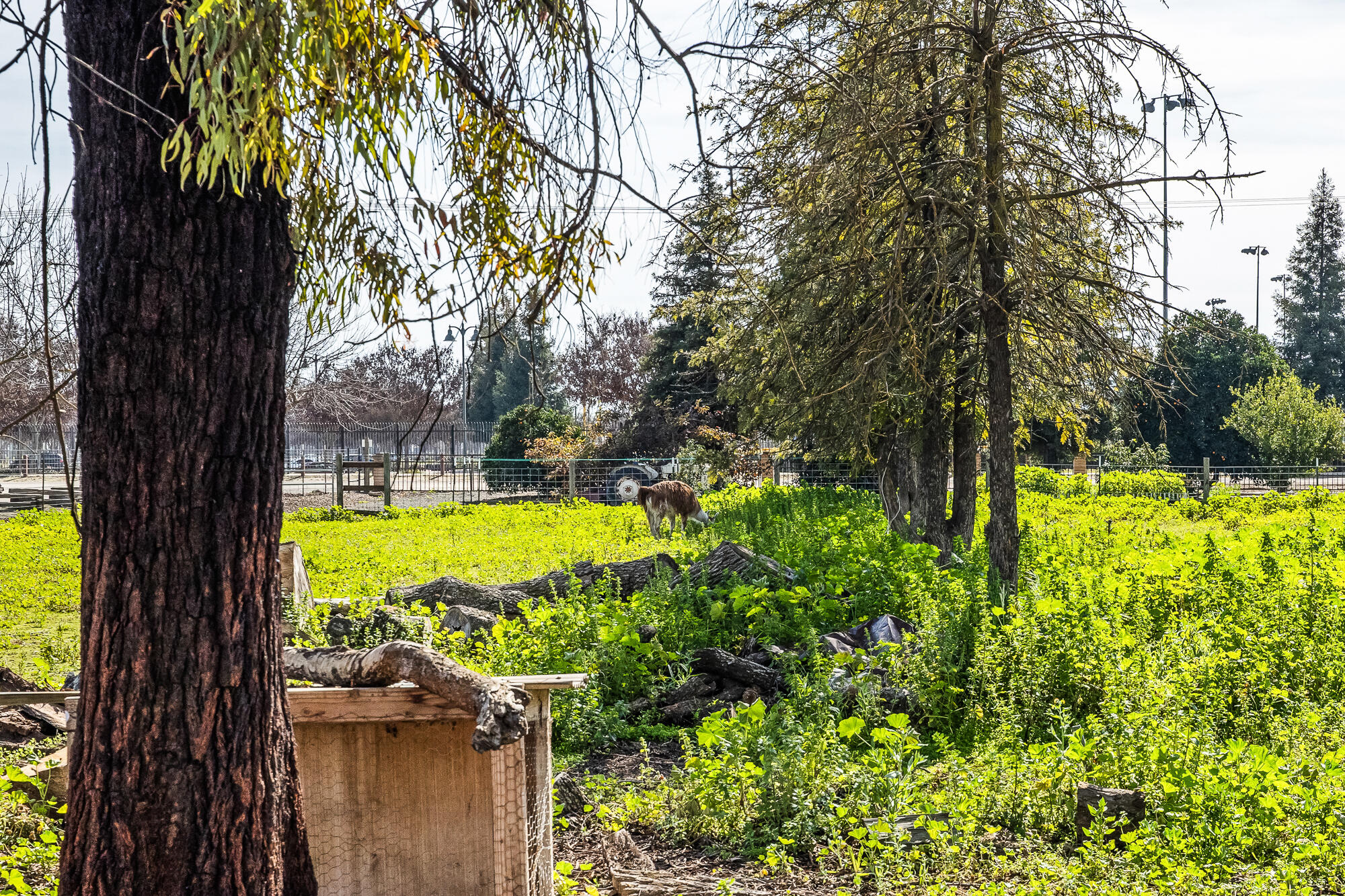 1138 Riverway Dr, Visalia, CA 93291