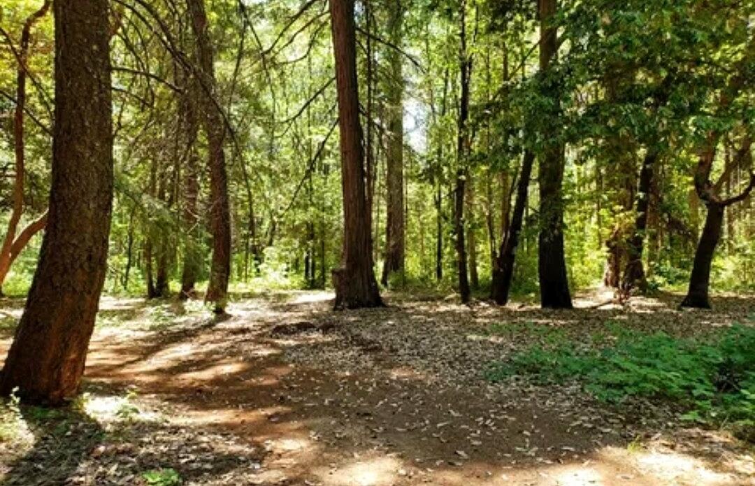 9117 Leyval Way, Forbestown, CA 95919