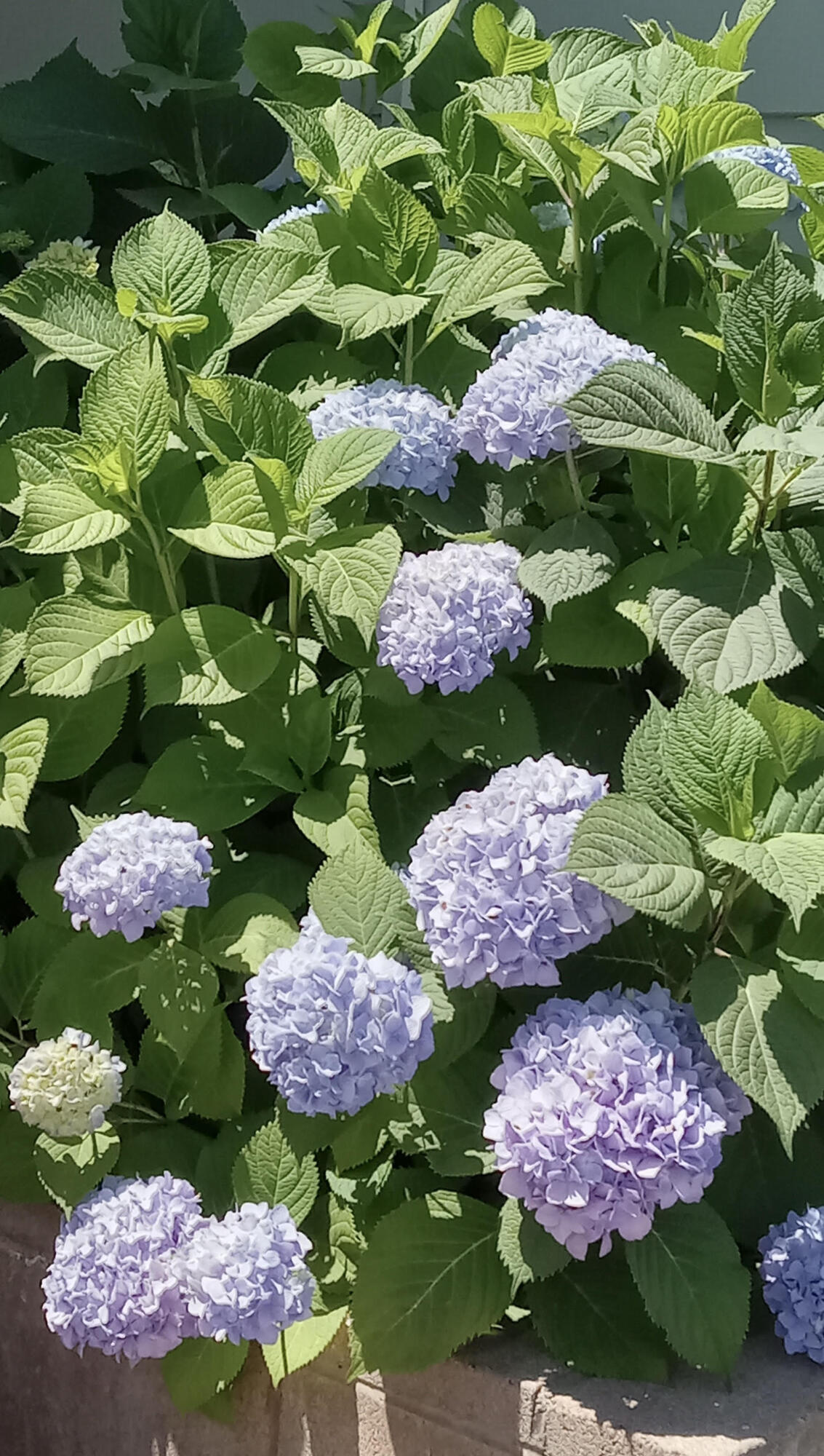 225 N Akers St #121, Visalia, CA 93291