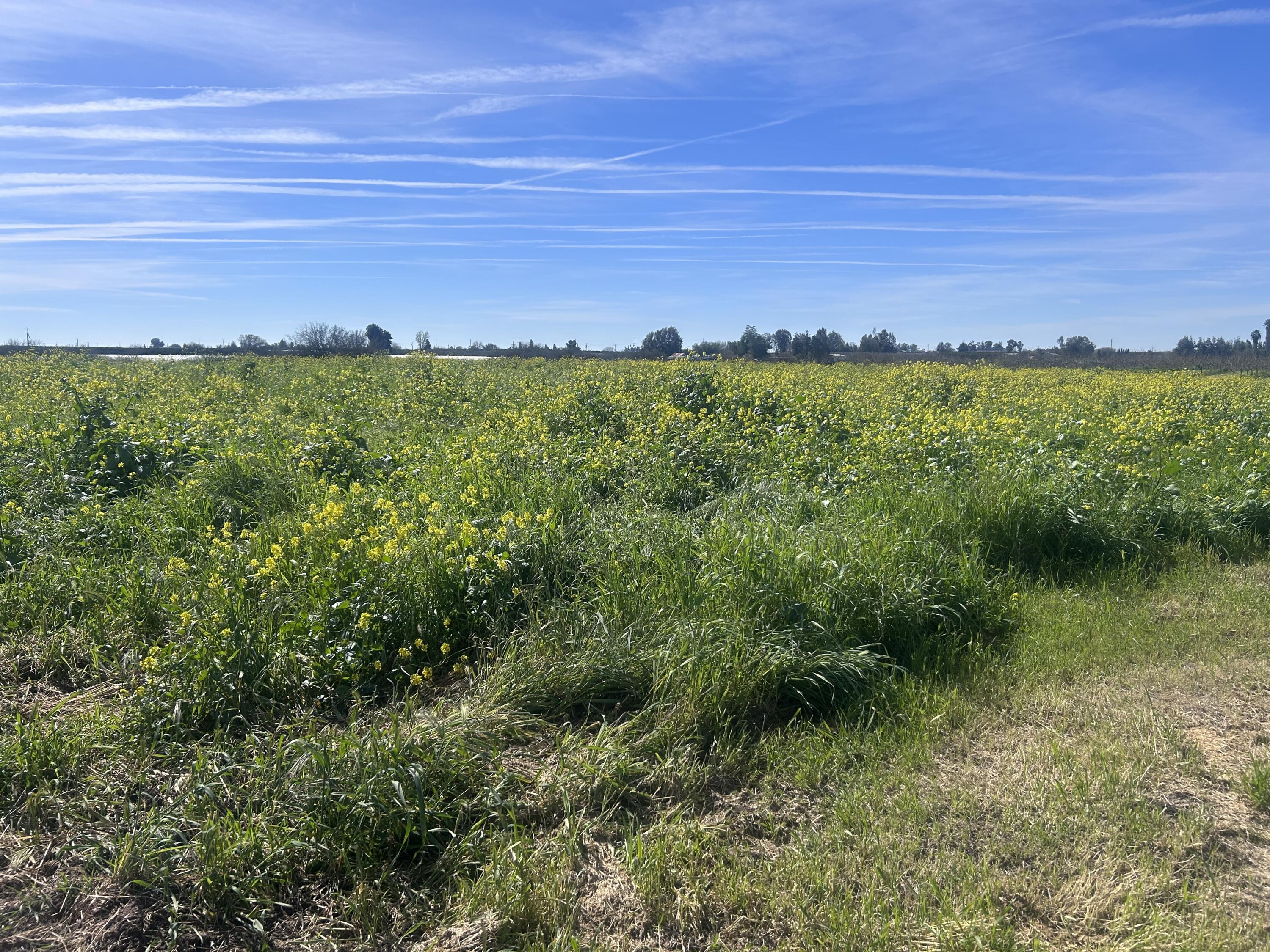 0 SE SE Avenue 88 Ave, Terra Bella, CA 93270