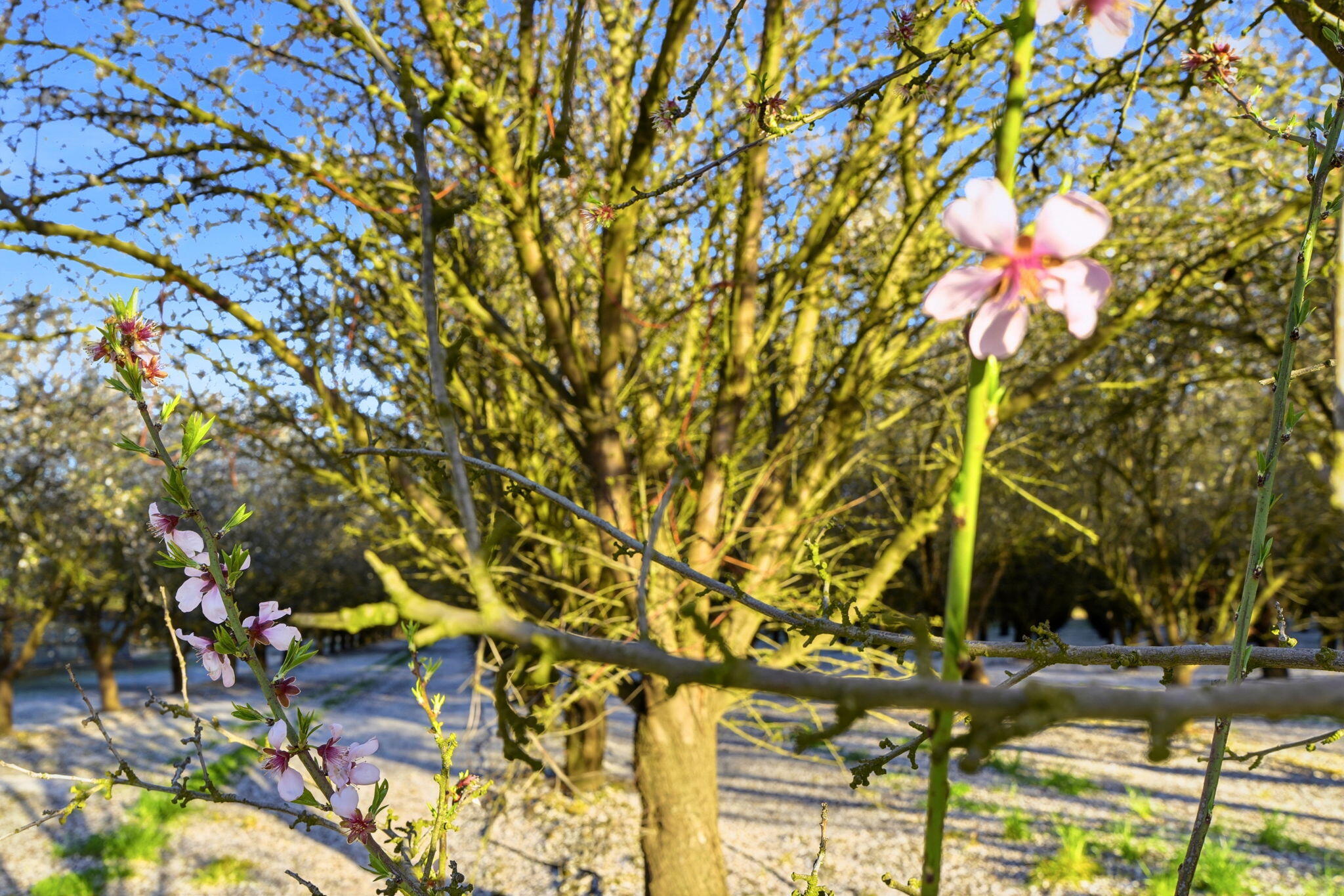 39532 Road 104, Dinuba, CA 93618