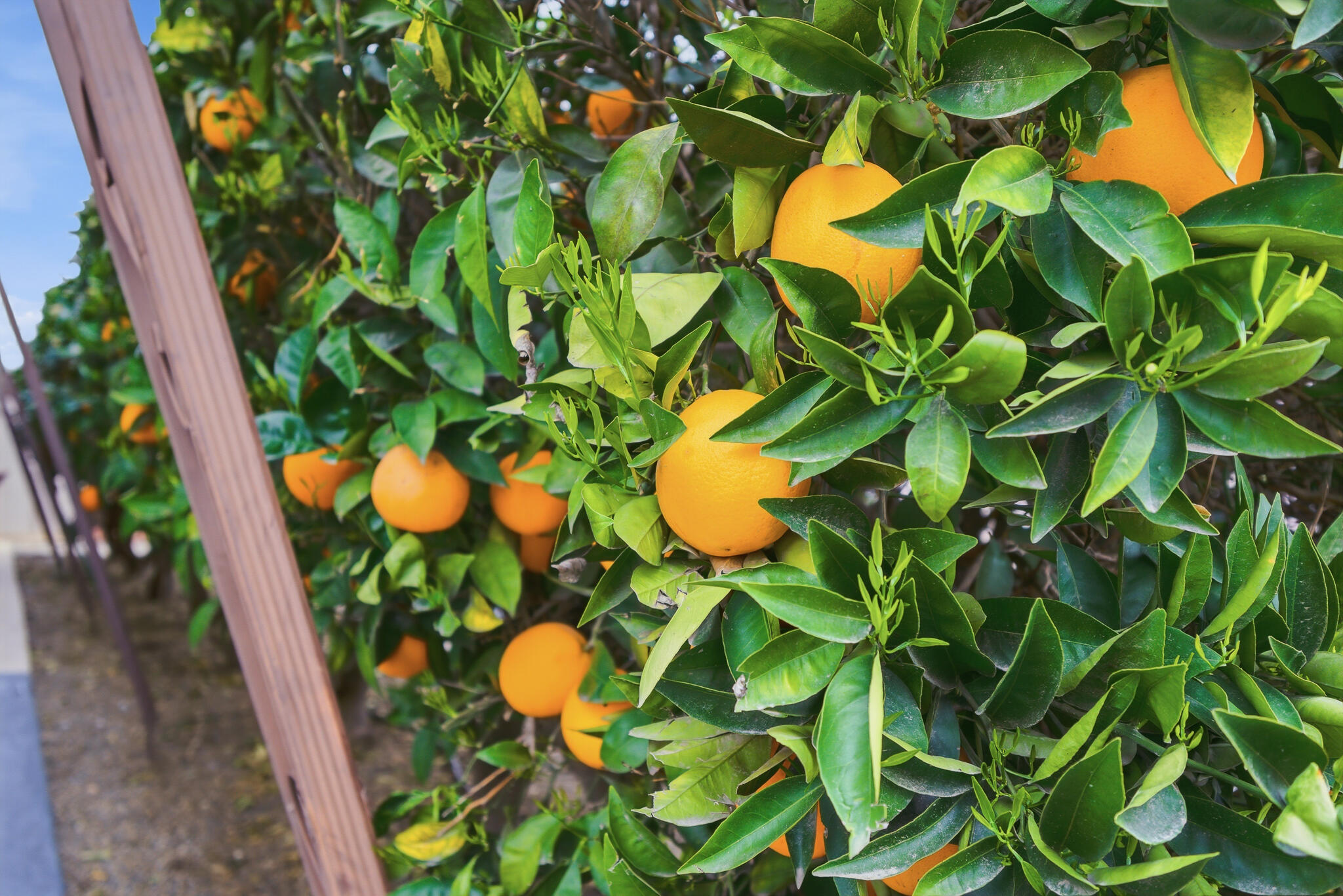 2627 W Midvalley Ave, Visalia, CA 93277