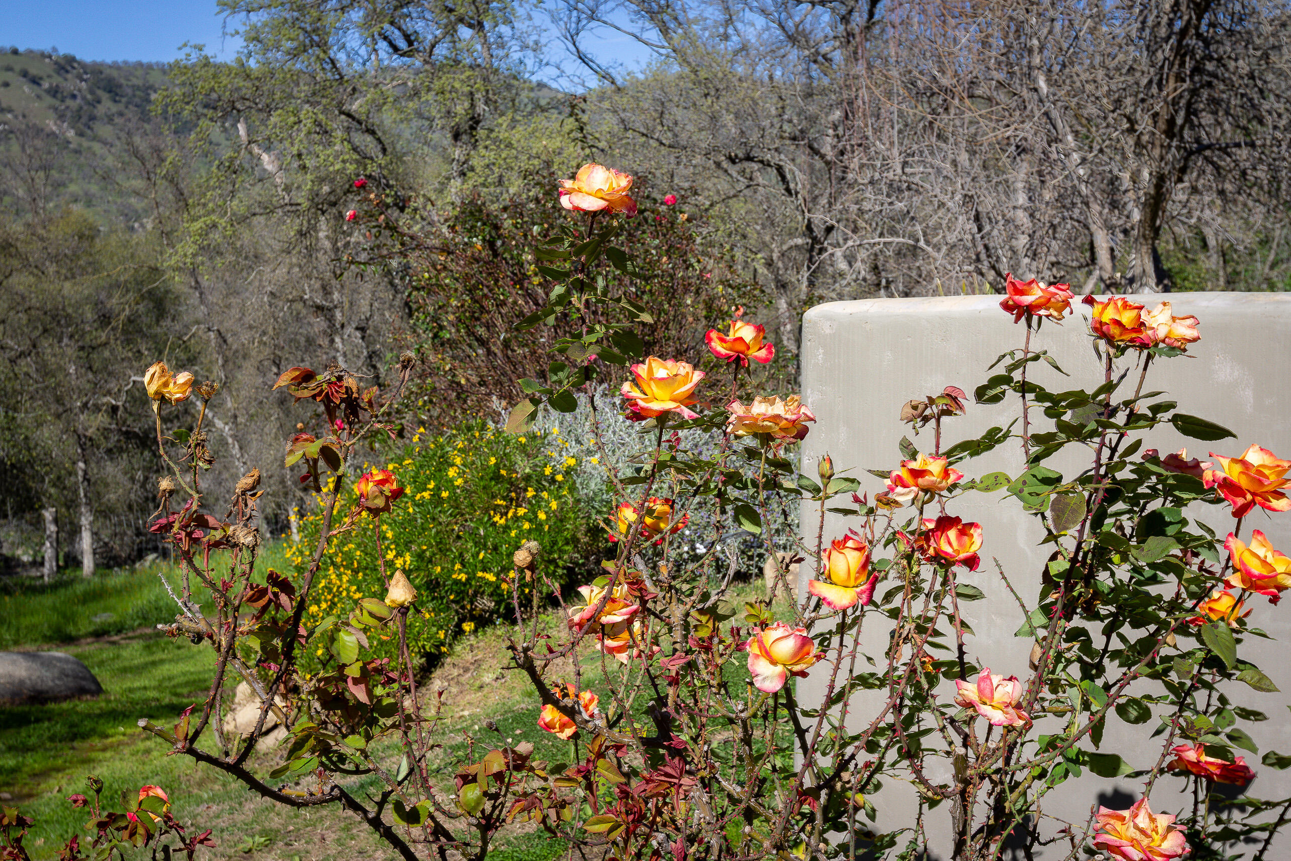 44294 Sequoia Oaks Dr, Three Rivers, CA 93271