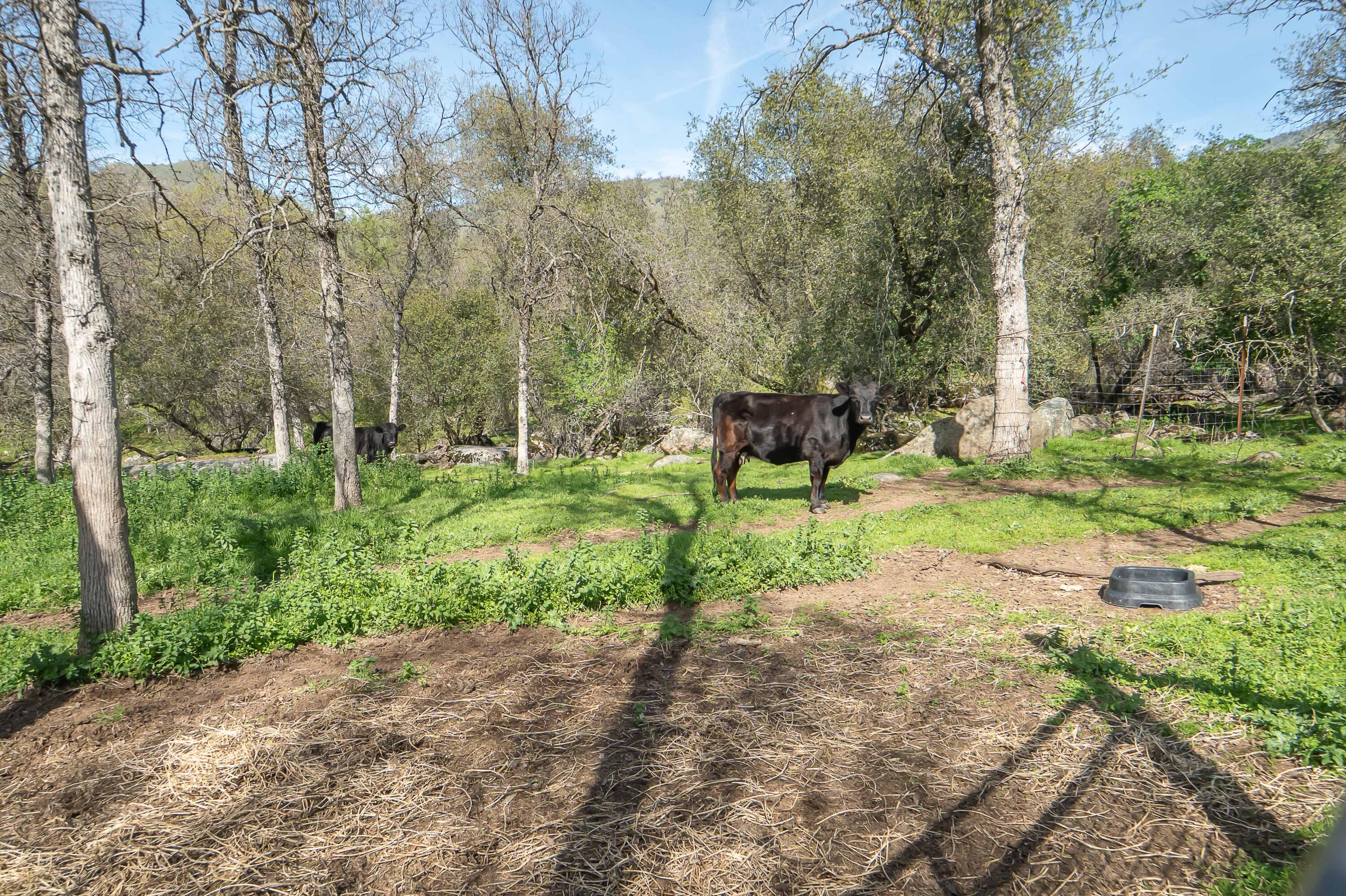 44294 Sequoia Oaks Dr, Three Rivers, CA 93271