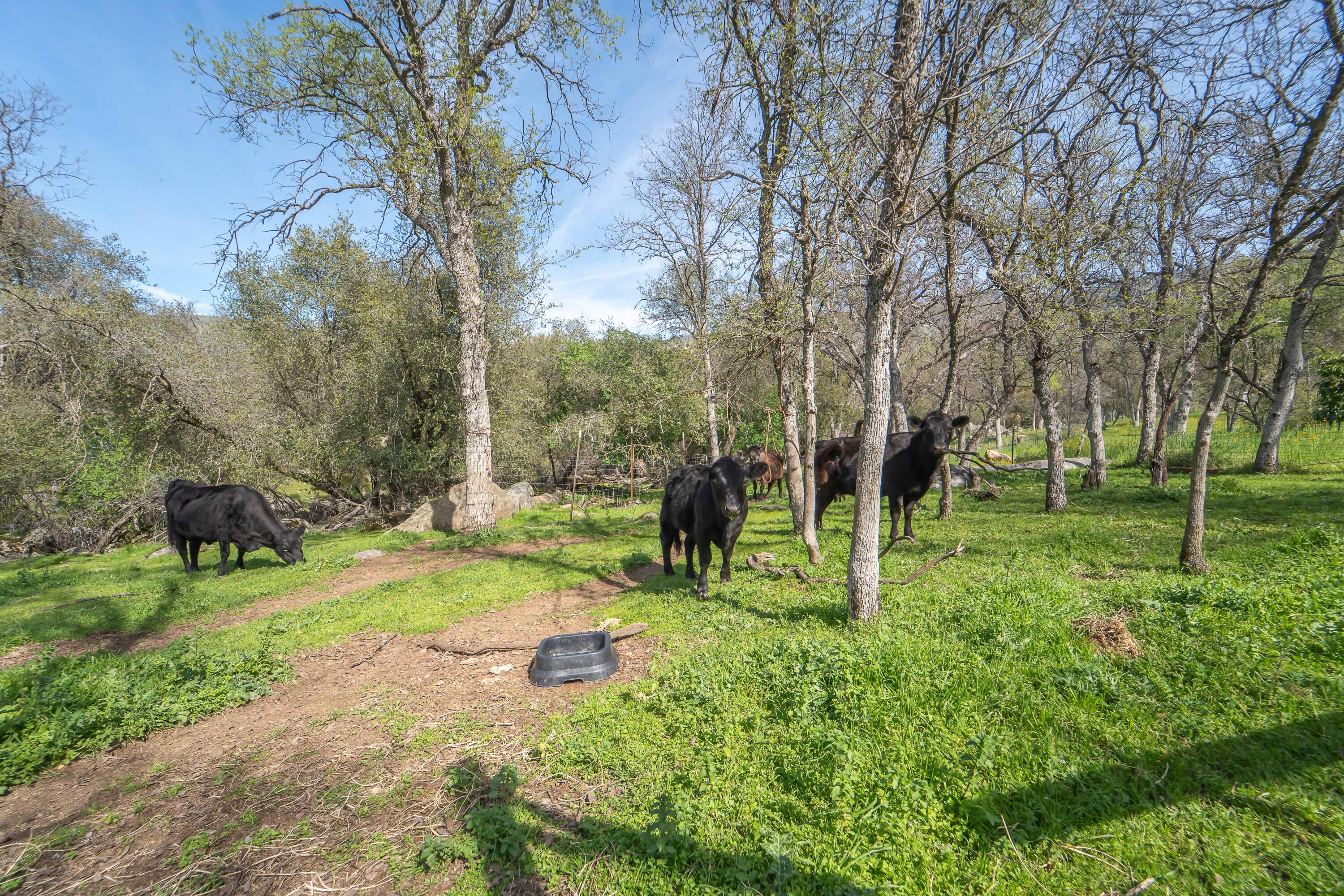 44294 Sequoia Oaks Dr, Three Rivers, CA 93271