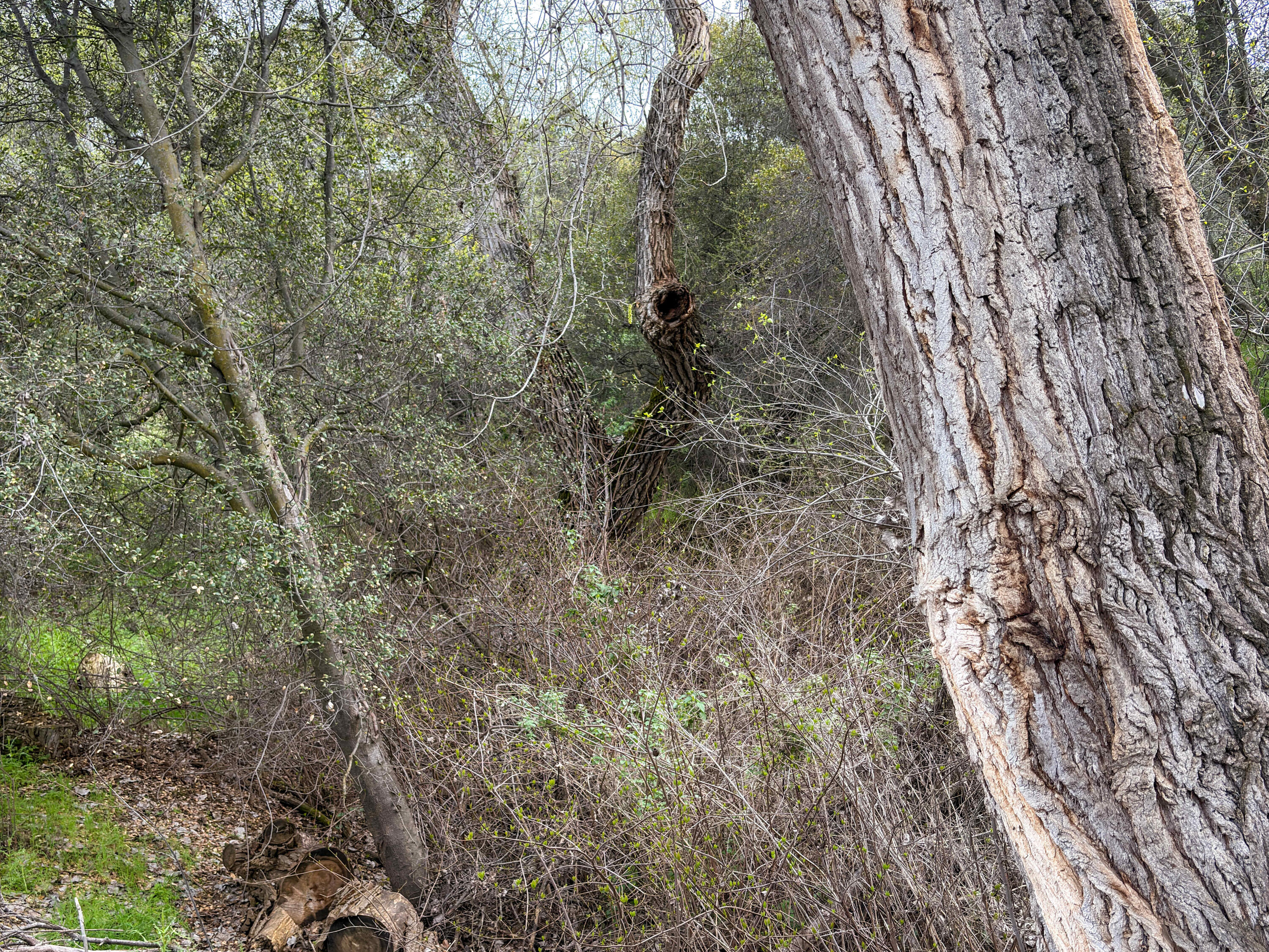 39313 Squaw Valley Rd, Yokuts Valley, CA 93675