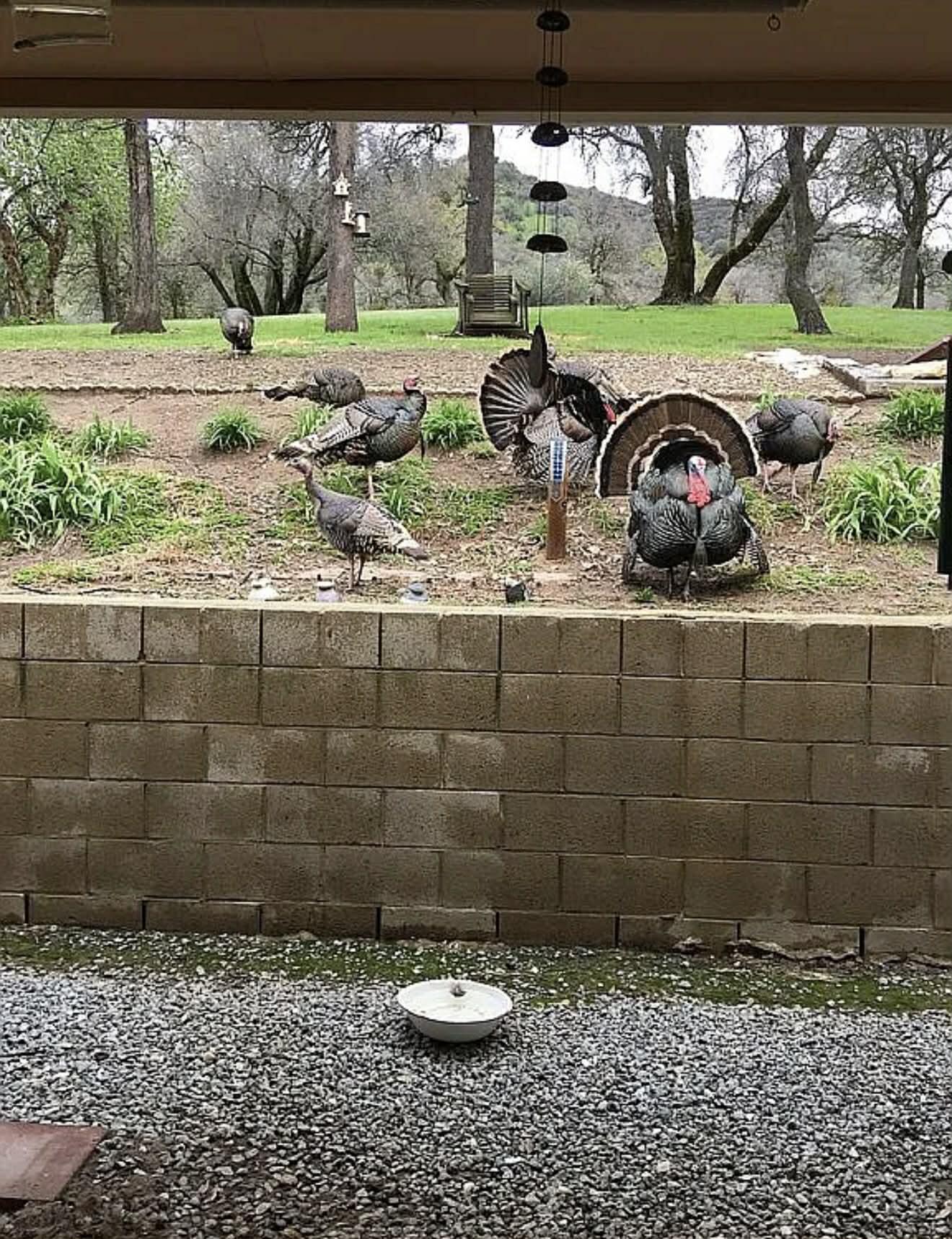 44819 Tyler Creek Dr, Porterville, CA 93257