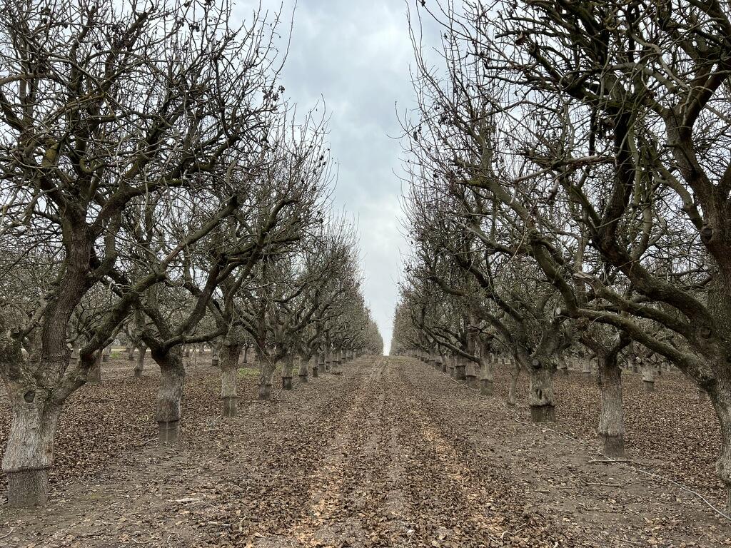 0 Avenue 11, Madera, CA 93636