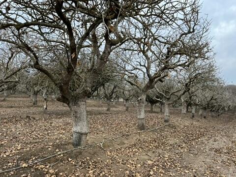 0 Avenue 11, Madera, CA 93636