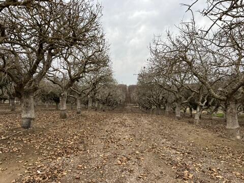 0 Avenue 11, Madera, CA 93636