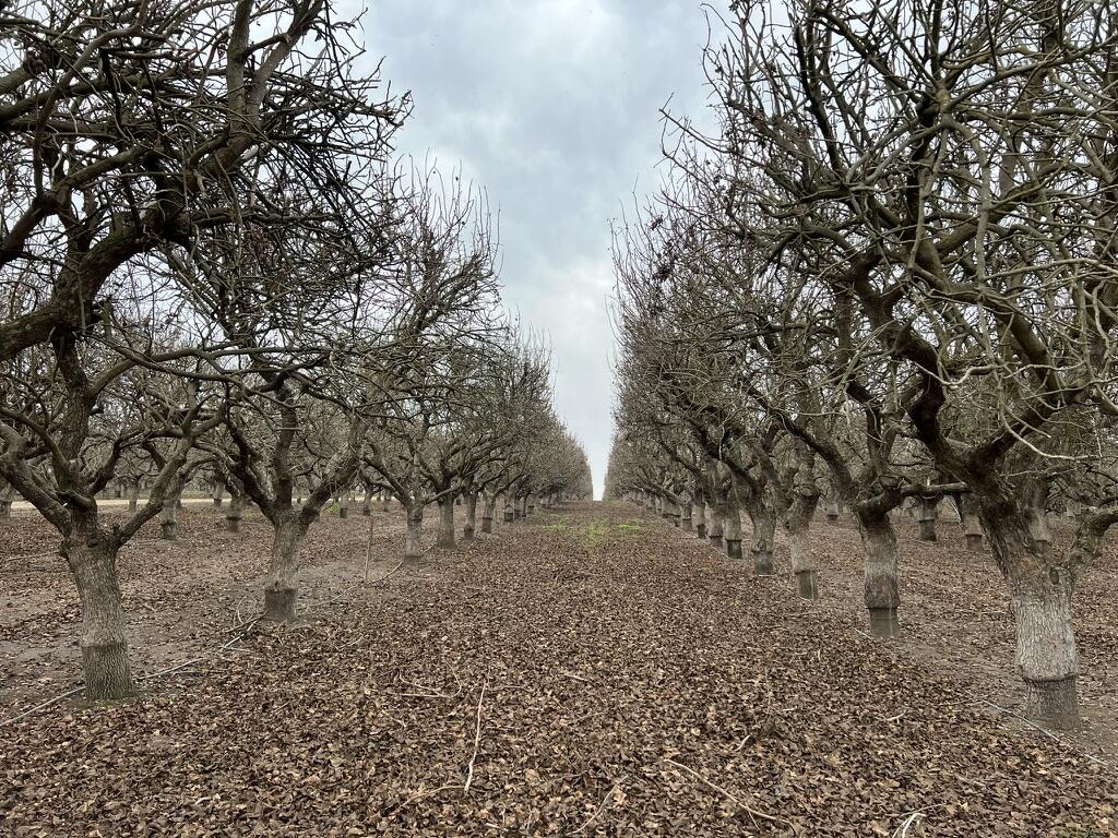 0 Avenue 11, Madera, CA 93636