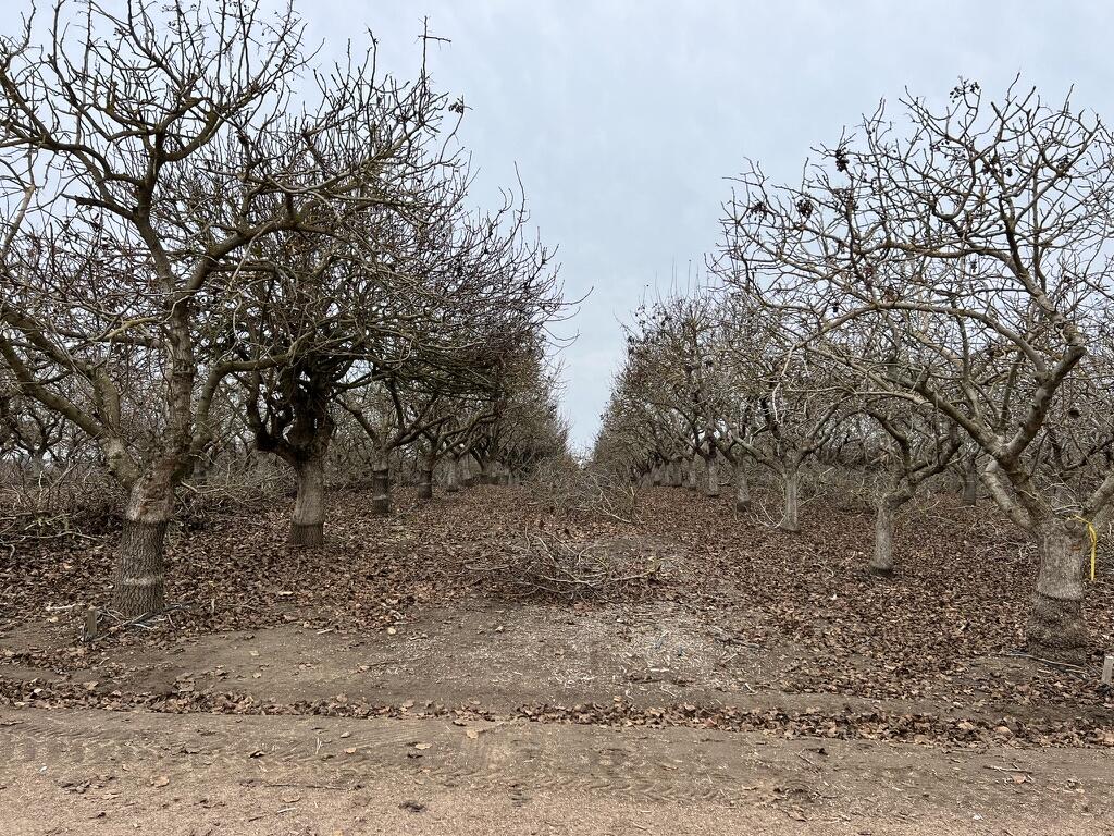 0 Avenue 20, Madera, CA 93638