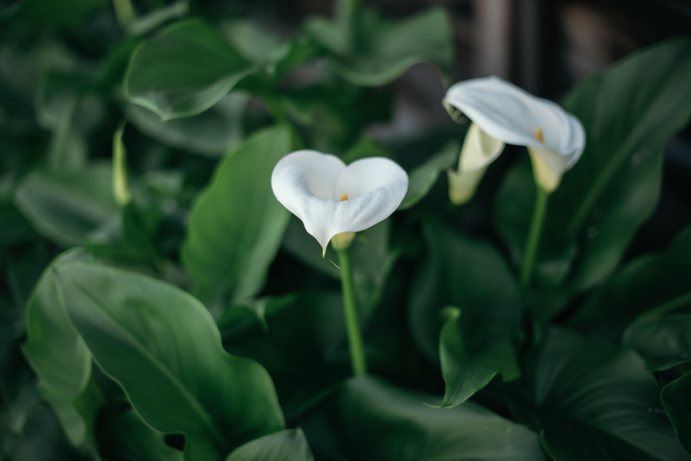 3900 W Allen Ct, Visalia, CA 93291