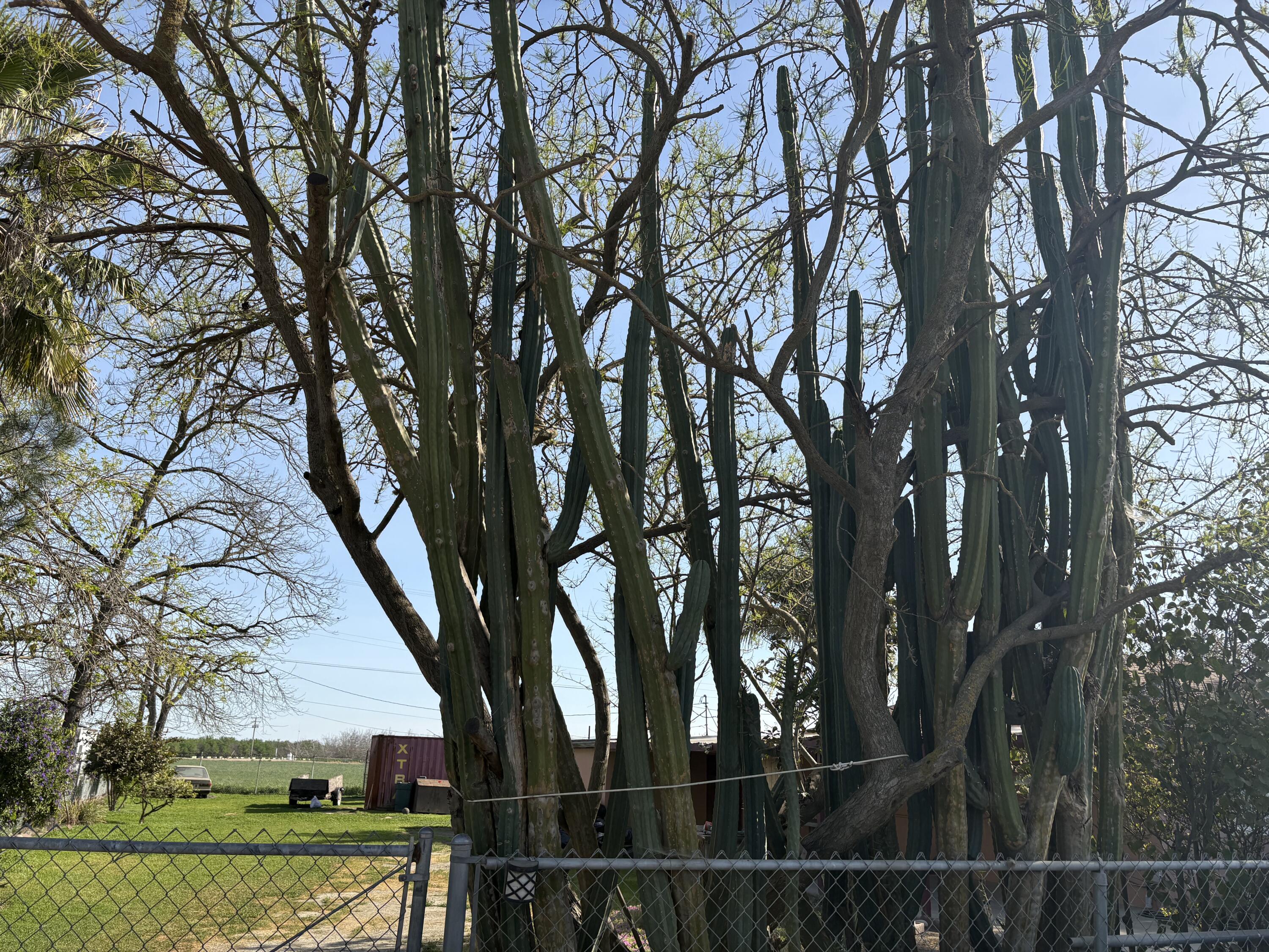 525 W Prine Dr, Tulare, CA 93274