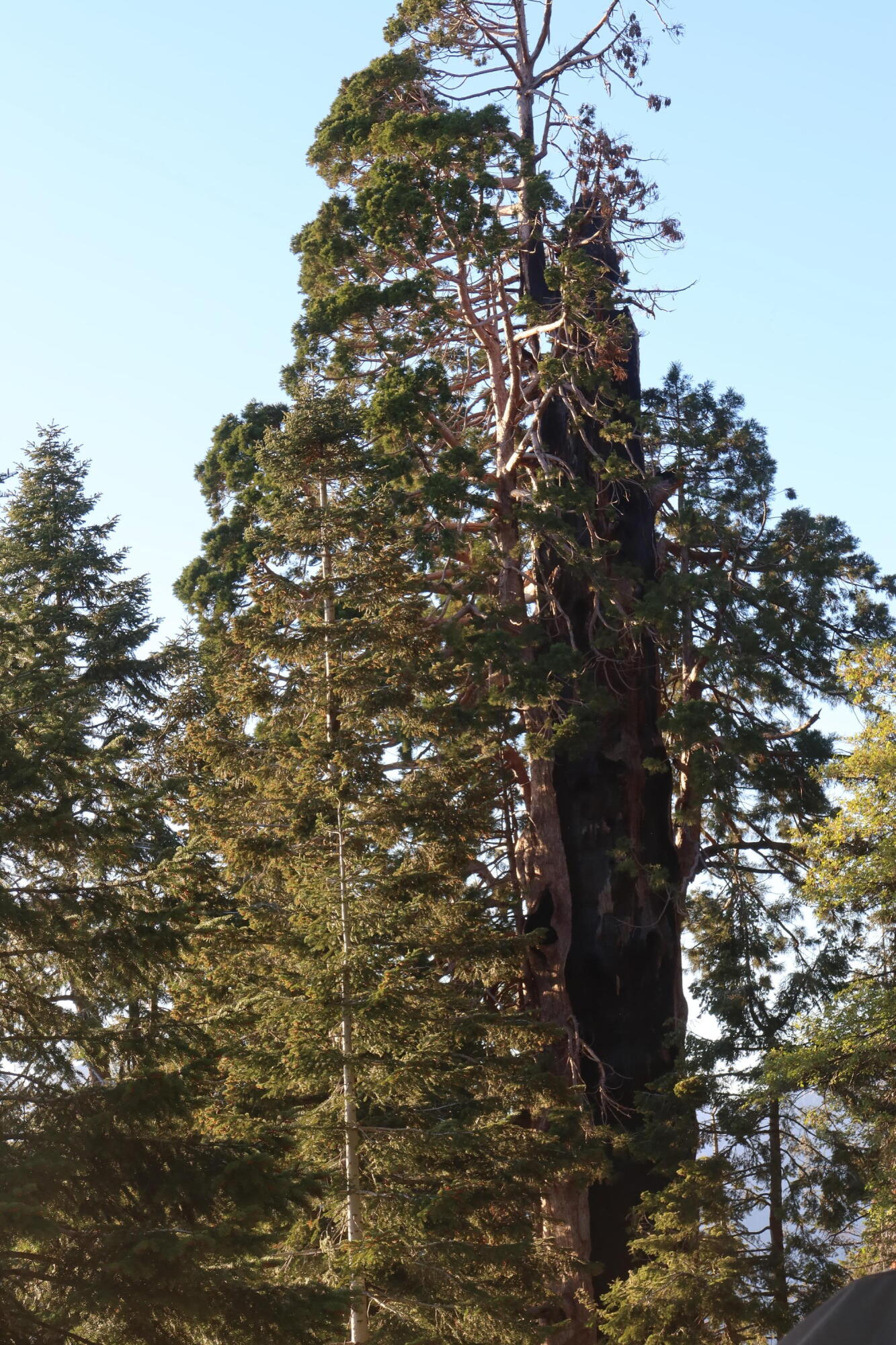 54622 Manzanita Dr, Sequoia Crest, CA 93265