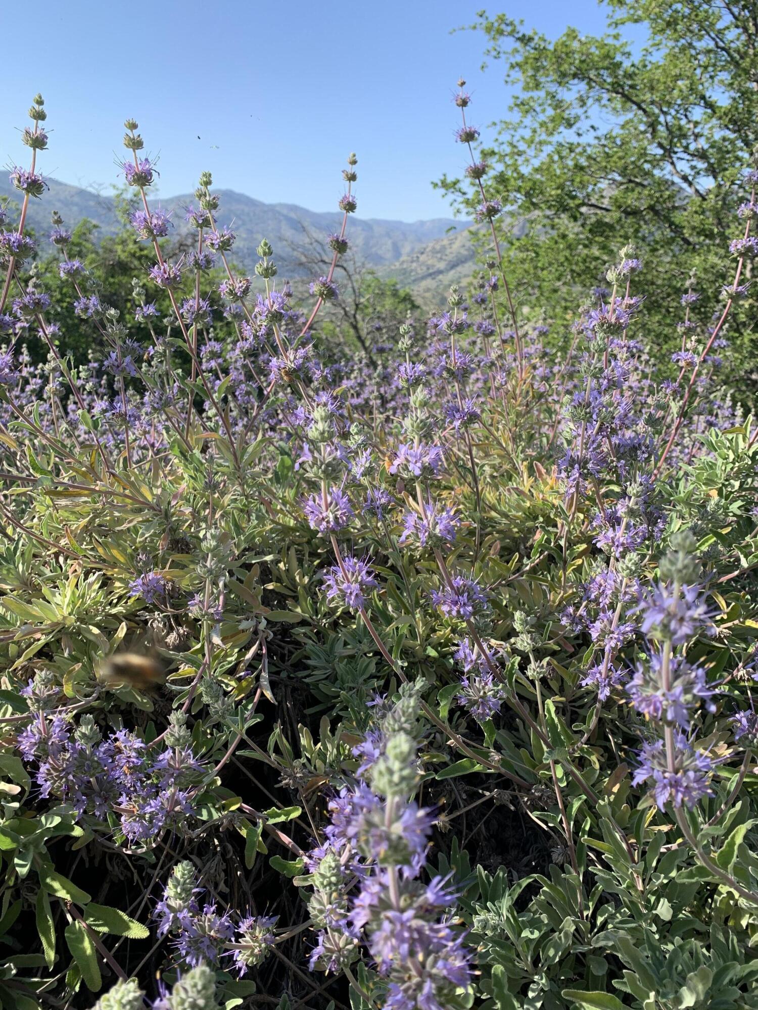 41299 E Mynatt Dr, Three Rivers, CA 93271