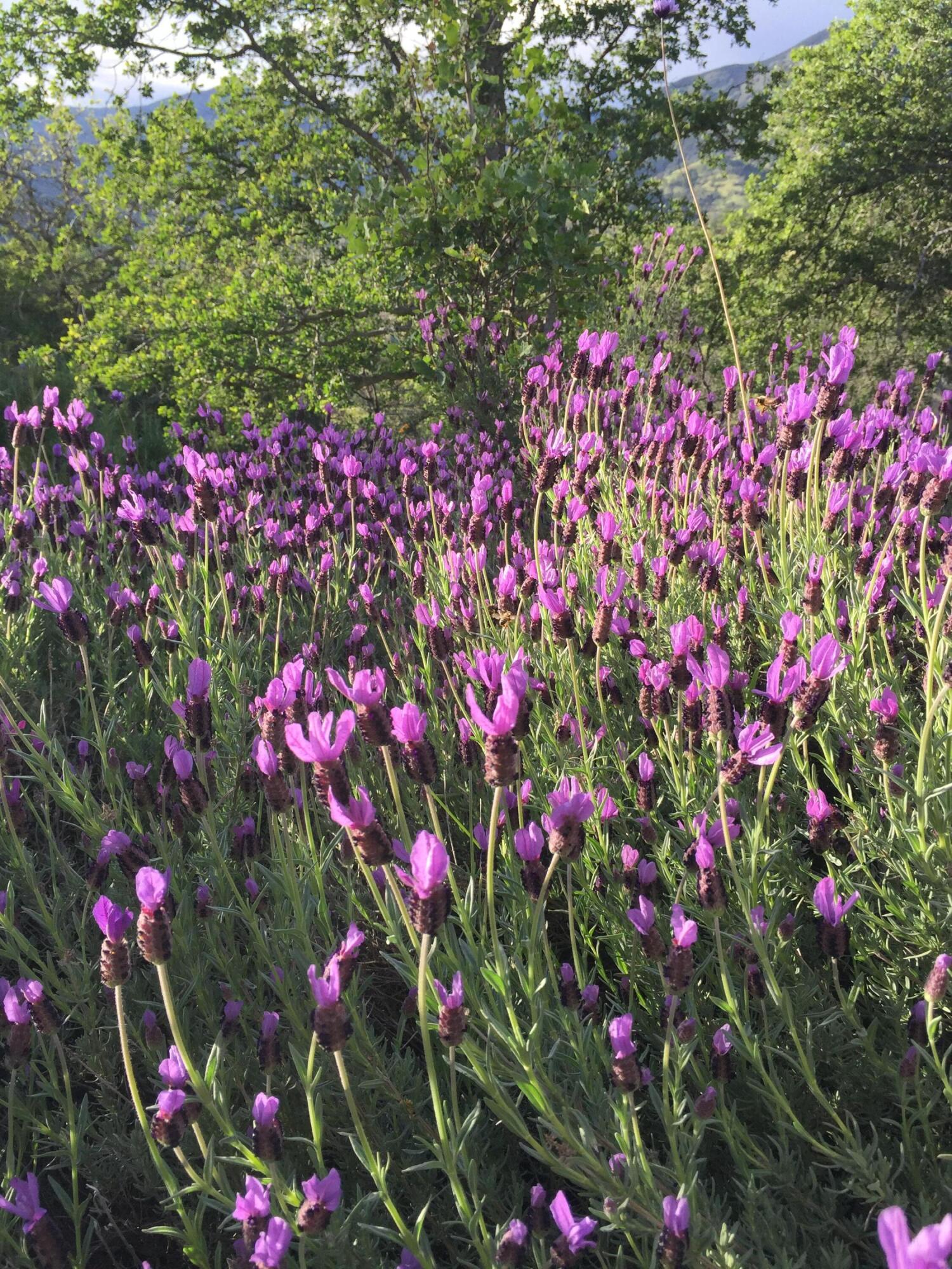 41299 E Mynatt Dr, Three Rivers, CA 93271