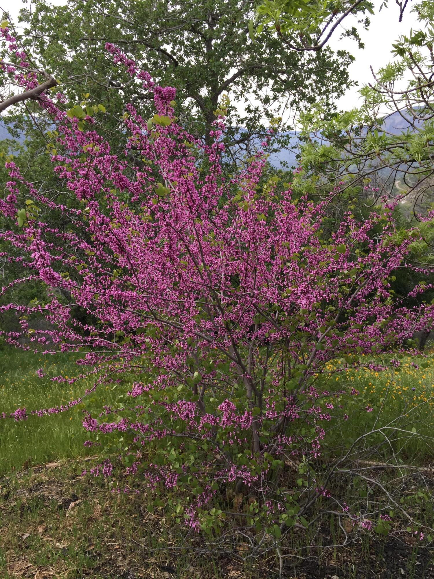 41299 E Mynatt Dr, Three Rivers, CA 93271