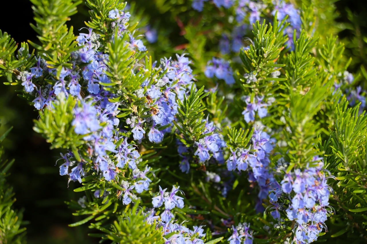 44755 Savage Rd, Coarsegold, CA 93614