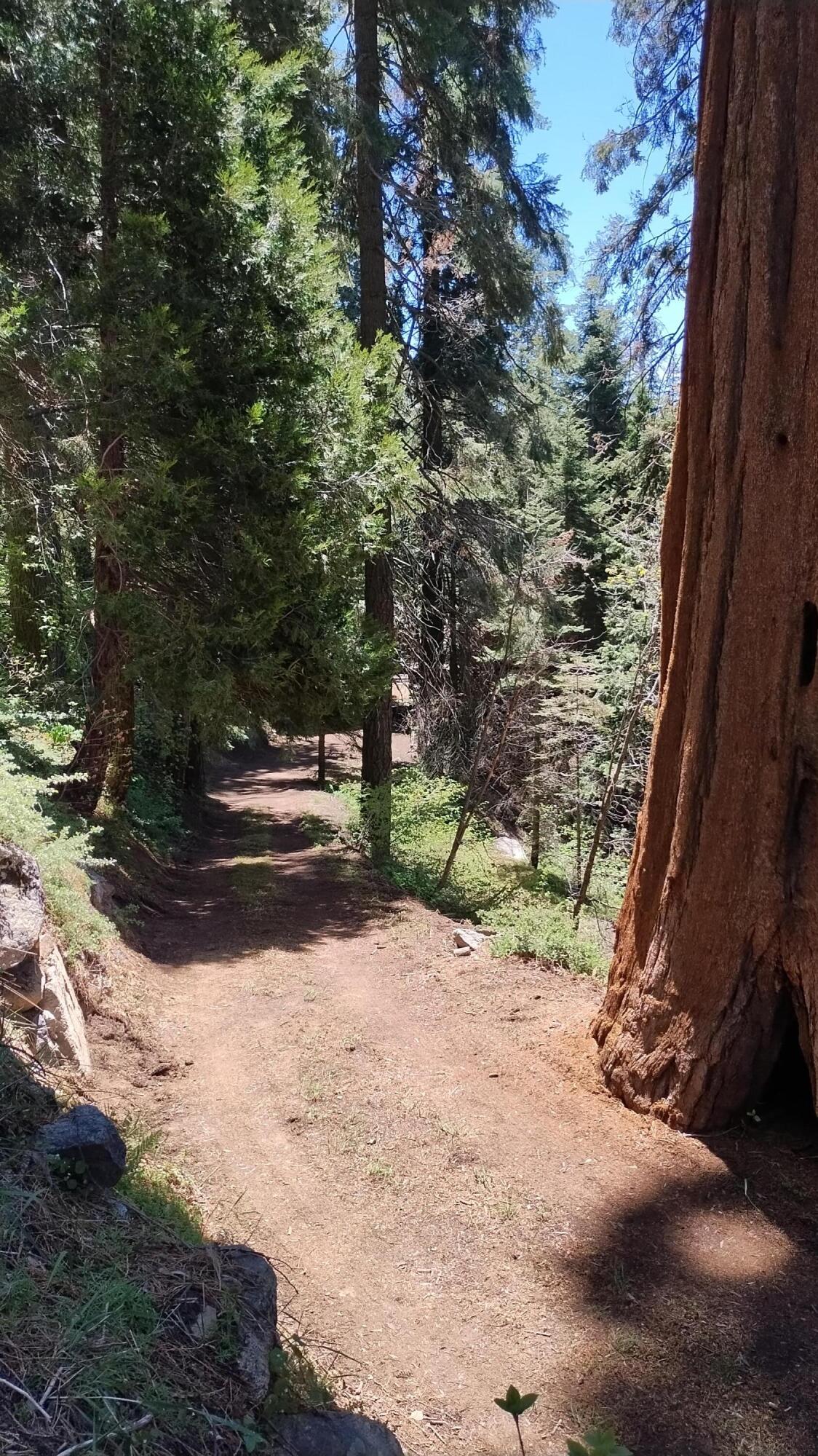 54706 Cedar Dr, Sequoia Crest, CA 93265